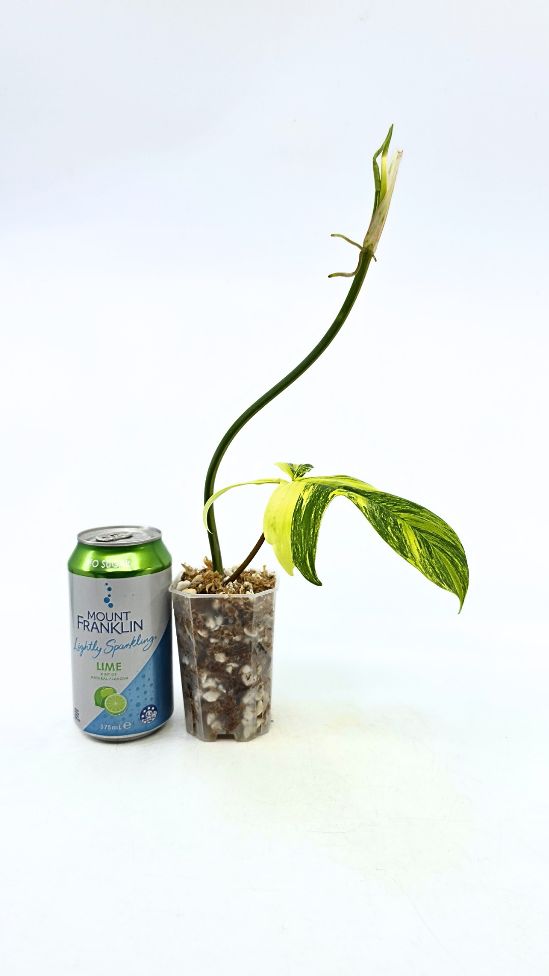 Rare indoor plant Philodendron Florida Beauty Varigated available at rare plant shop The Leaf Gallery in Perth, Western Australia