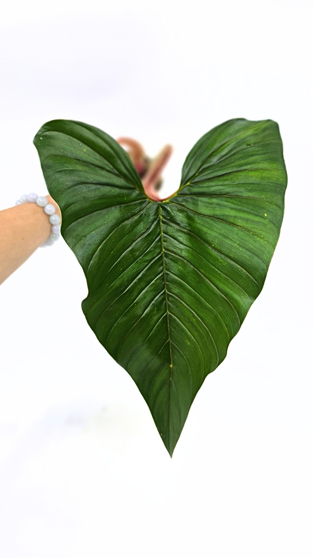 Rare indoor plant Philodendron Red Serpens available for sale at rare plant shop The Leaf Gallery in Perth, Western Australia