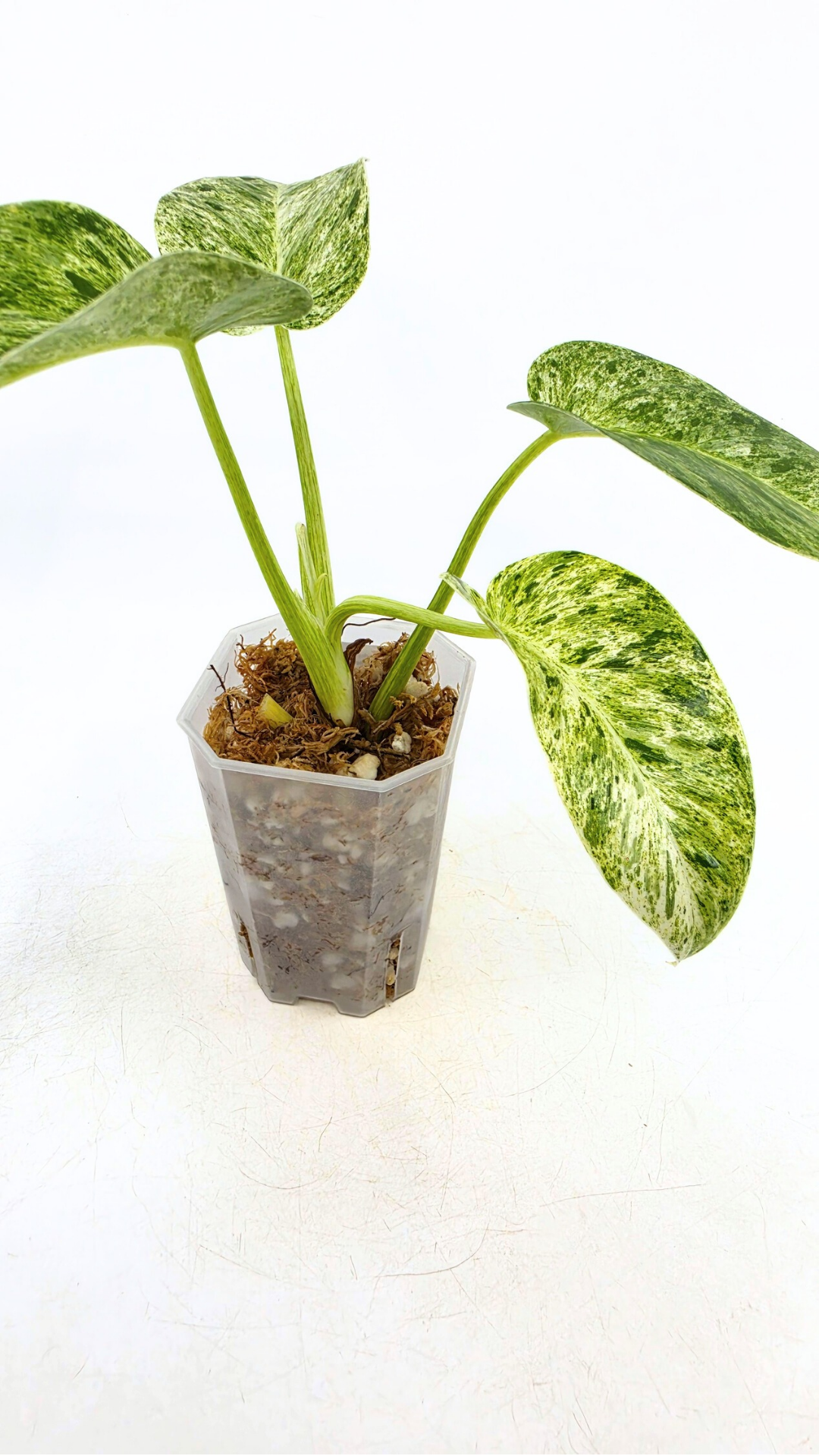 Rare indoor plant Philodendron Giganteum Blizzard Varigated by rare plant shop The Leaf Gallery in Perth, Western Australia