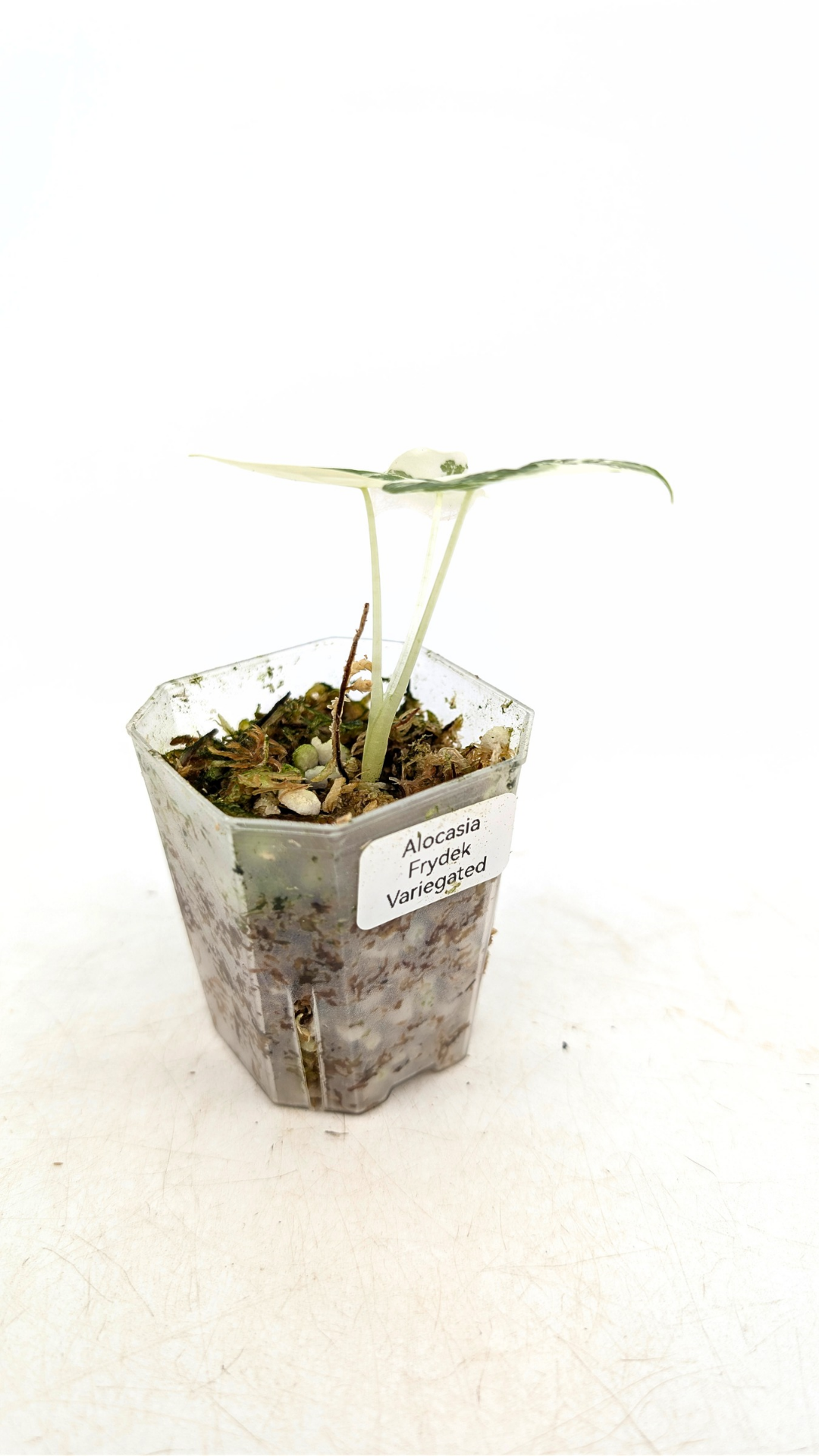 Rare indoor plant Alocasia Frydek Variegated available for sale at rare house plant shop The Leaf Gallery in Perth, Western Australia