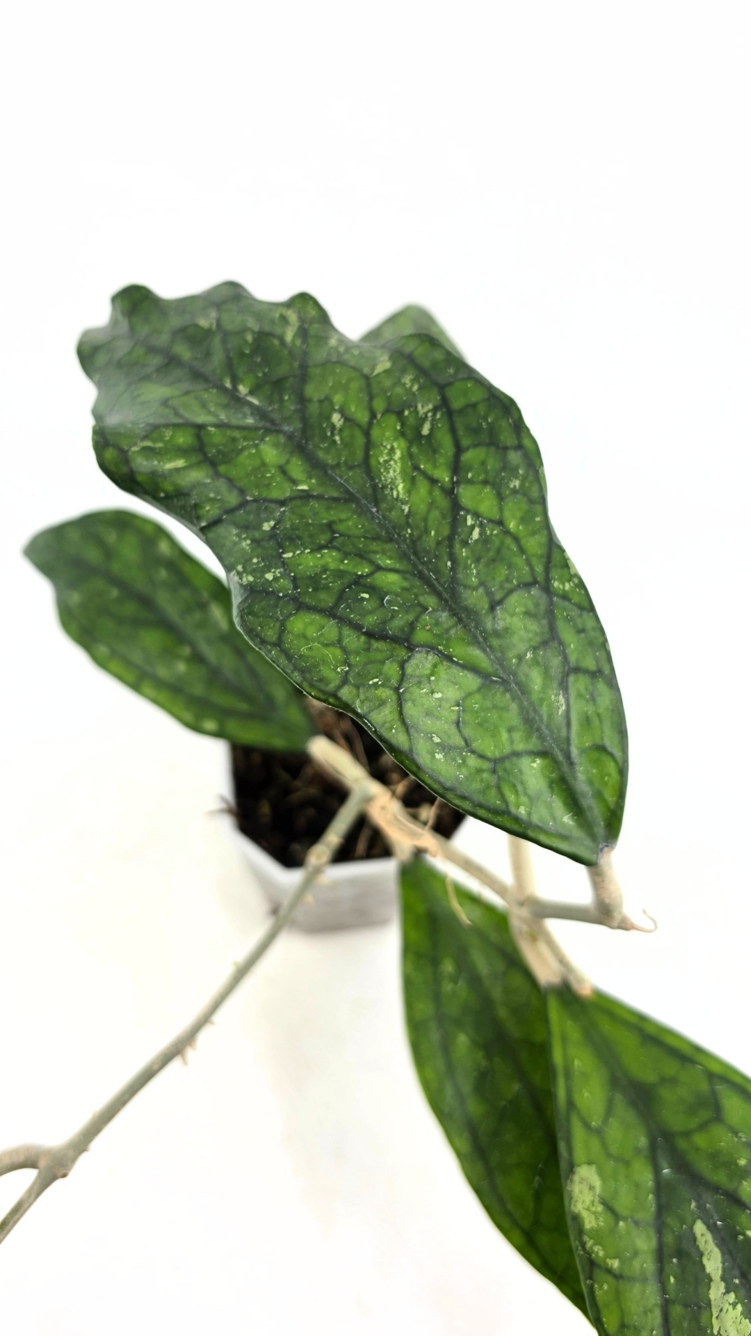 Hoya Sp Germany