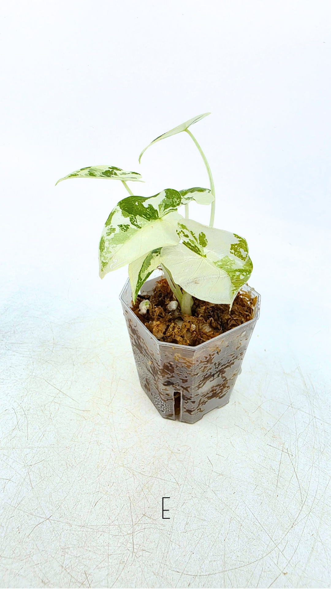 Rare indoor plant Alocasia Frydek Variegated available for sale at rare house plant shop The Leaf Gallery in Perth, Western Australia