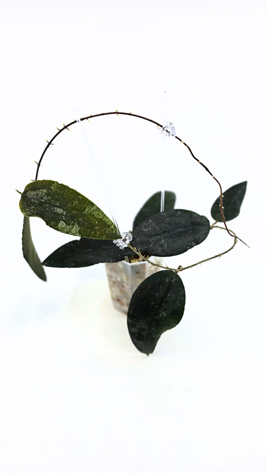 Rare Hoya Caudata Sumatra available for sale by rare indoor plant shop The Leaf Gallery in Perth, Western Australia