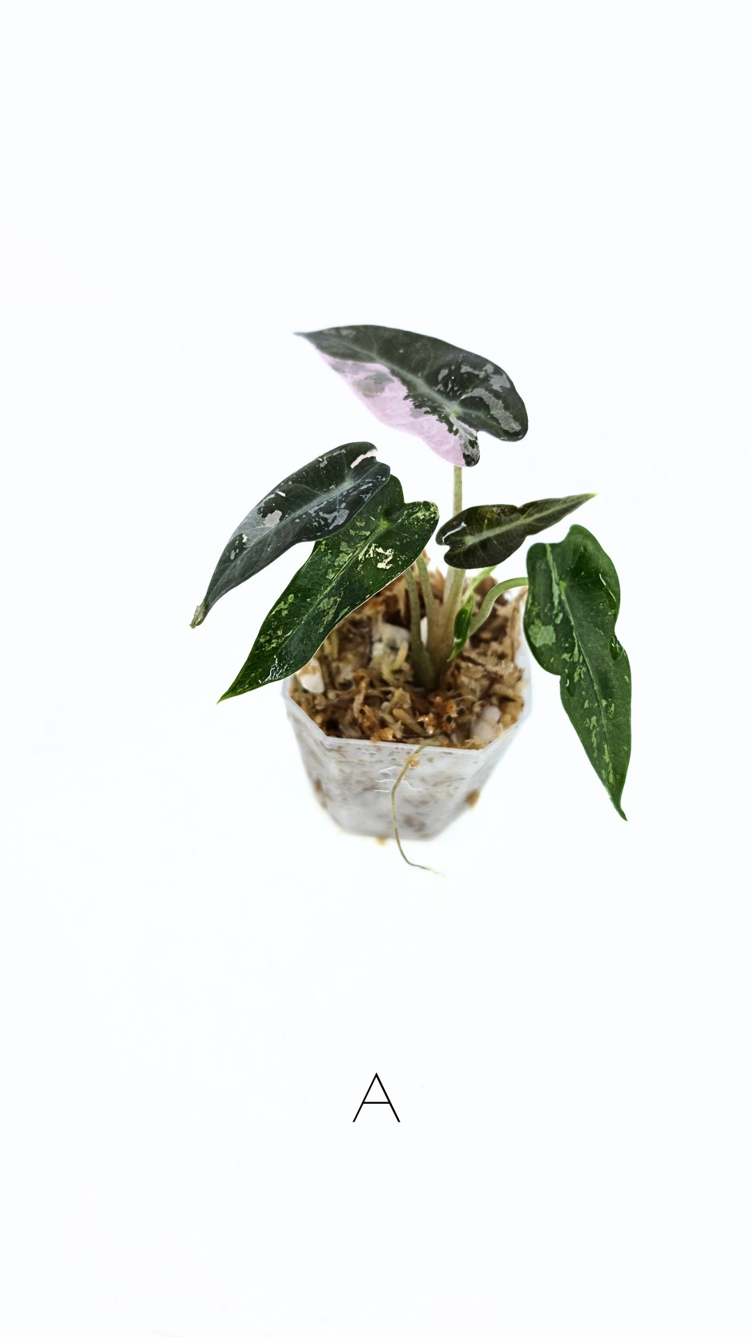 Rare indoor plant Alocasia Amazonica Bambino Pink TC plantlets available for sale at rare houseplant shop The Leaf Gallery in Perth, Western Australia