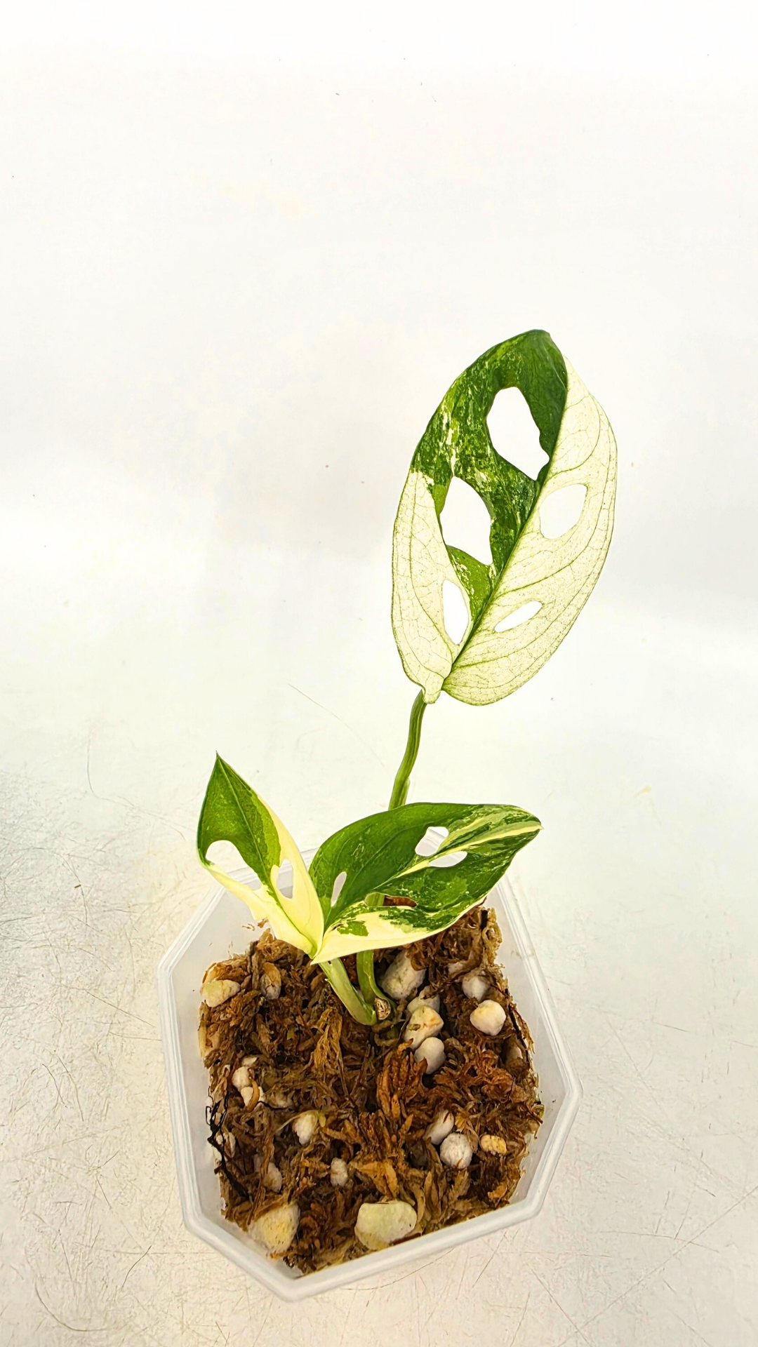 Rare indoor plant Monstera Adansonii Albo Varigated available for sale at rare houseplant shop The Leaf Gallery in Perth, Western Australia