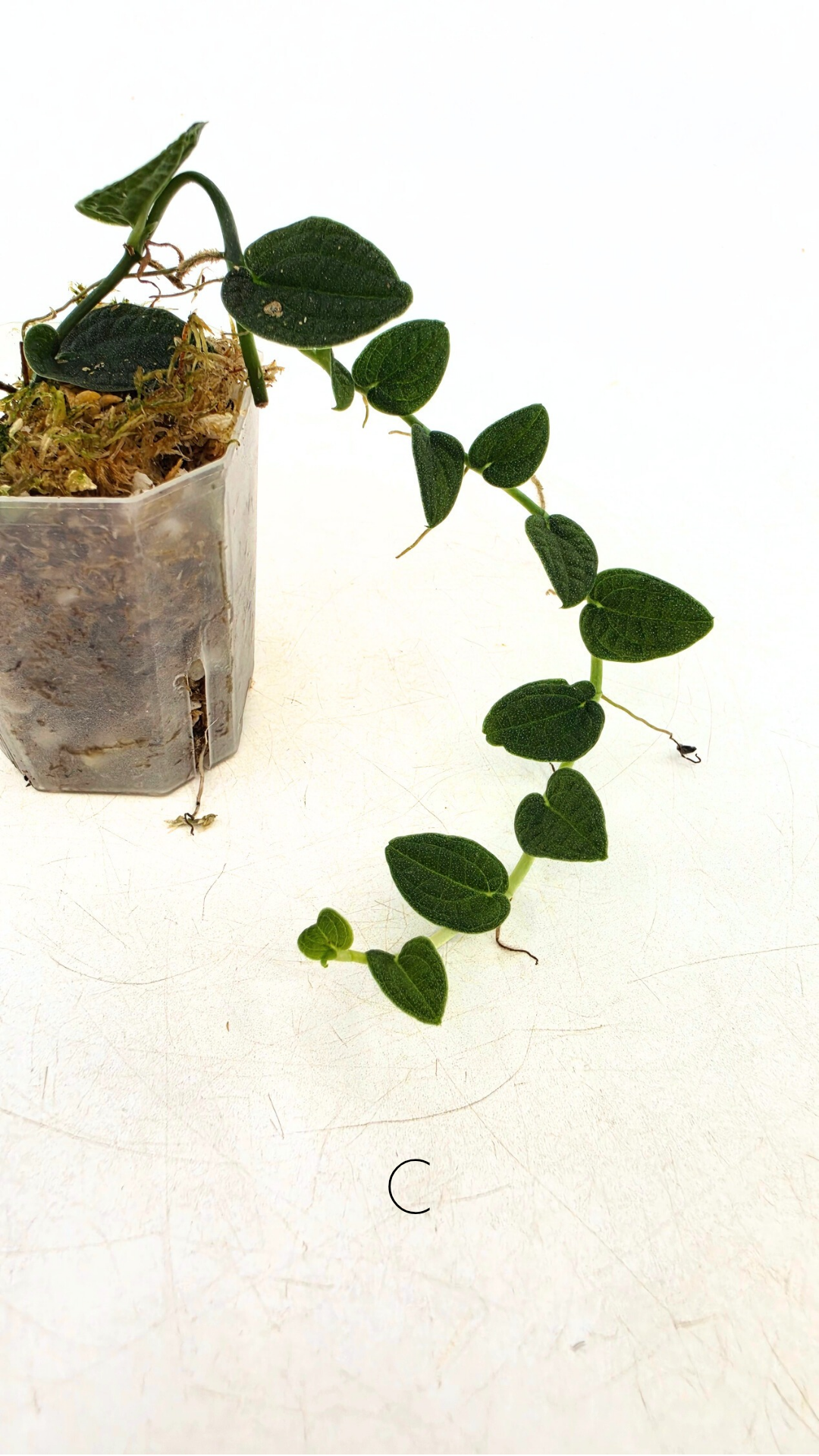 Rare Shingler plant Raphidophora Verstegii or Piper Clypeatum available at rare plant shop The Leaf Gallery in Perth, Western Australia