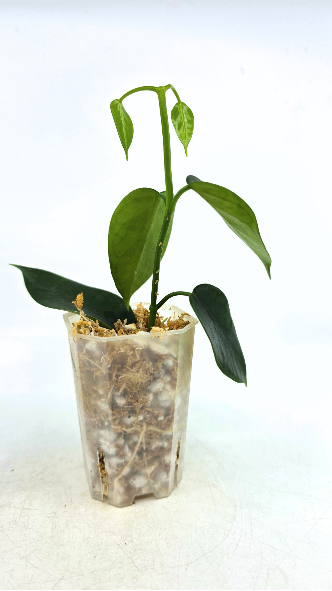Rare waxplant Hoya Thailandica available for sale at rare plant shop The Leaf Gallery in Perth, Western Australia