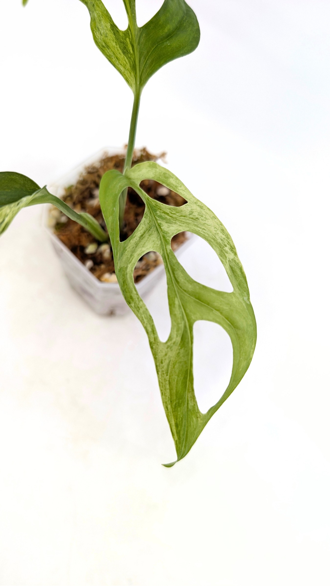 Rare indoor house plant Monstera Adansonii Mottled Mint Varigation available for sale at rare plant shop The Leaf Gallery in Perth, Western Australia