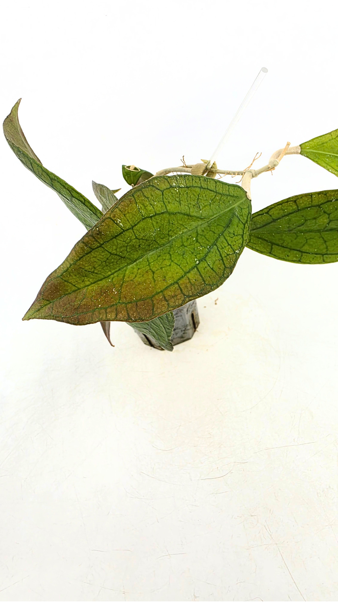 Rare waxplant Hoya Tequila Sunrise available for sale at rare indoor plant shop The Leaf Gallery in Perth, Western Australia