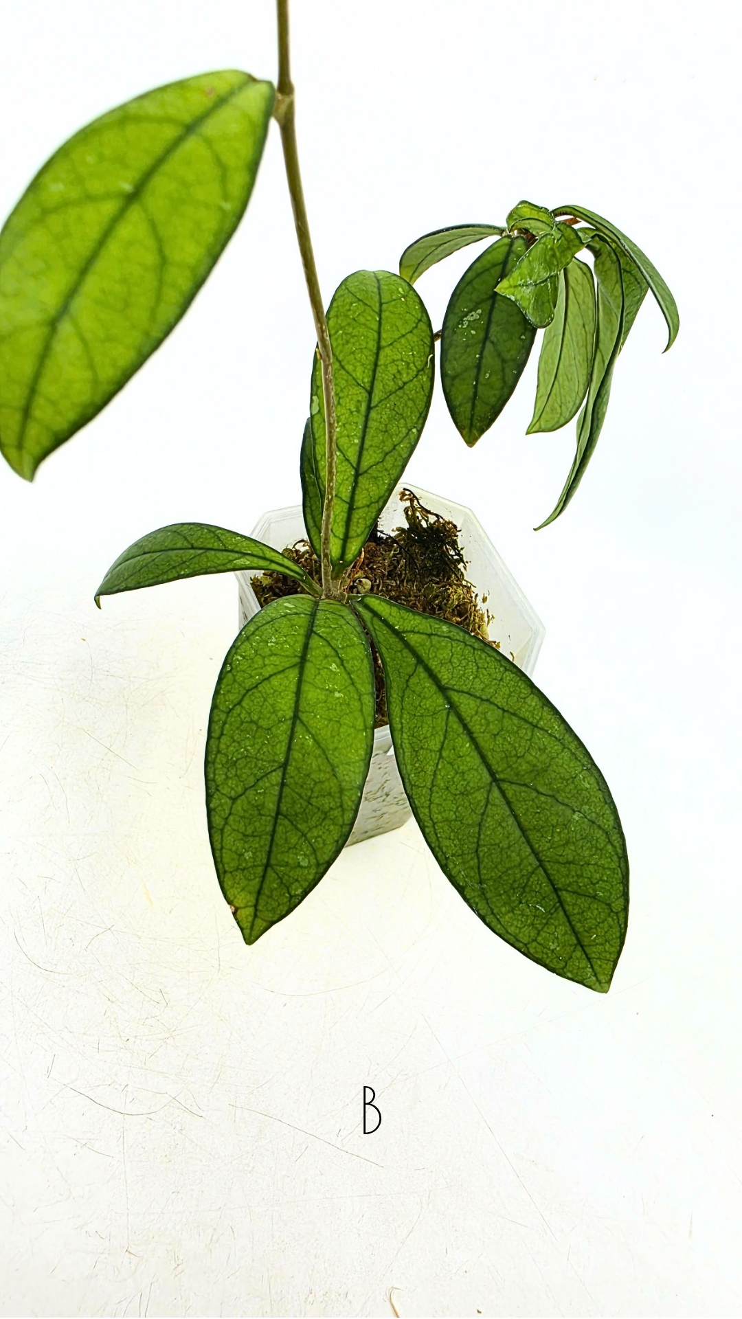 Rare waxplant Hoya Hainanensis Da Nang Vietnam available for sale at rare indoor plant shop The Leaf Gallery in Perth, Western Australia