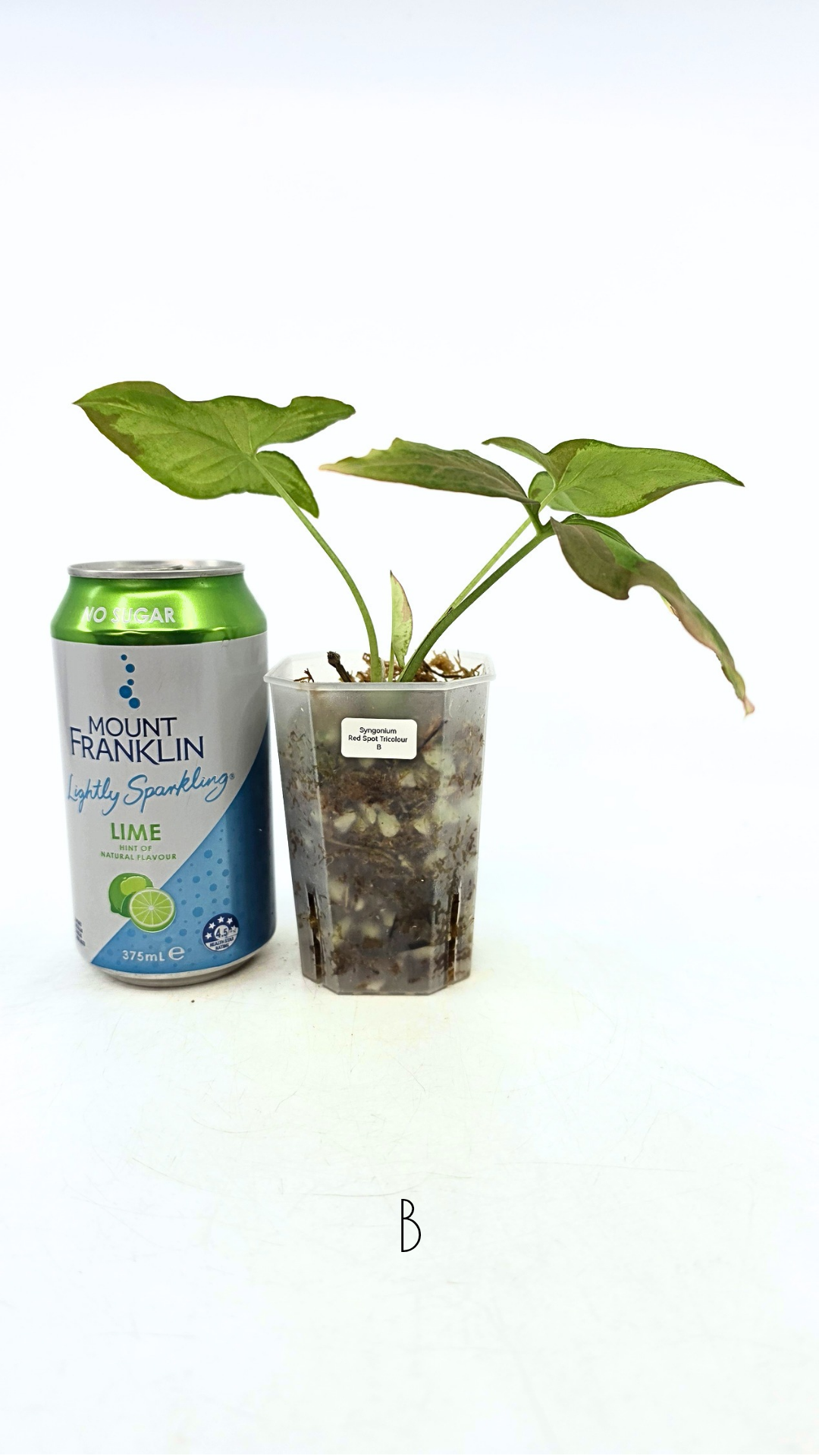 Rare indoor plant Syngonium Redspot Tricolour available for sale at The Leaf Gallery in Perth, Western Australia.