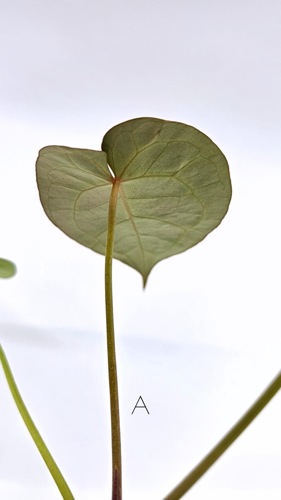 Rare anthurium hybrid Anthurium Dark Forgetii x Bessae Aff X Anthurium Michelle by The Leaf Gallery in Perth, Western Australia