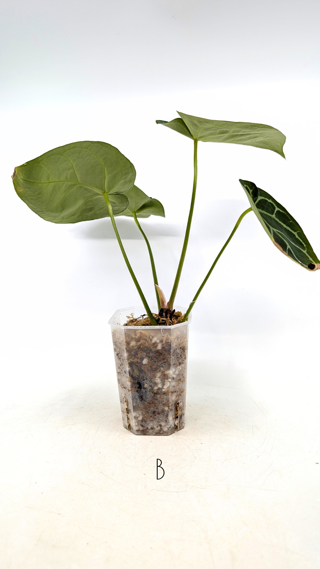 Rare Anthurium hybrid Dark Forgetii X Silver Blush available for sale at rare indoor plant shop The Leaf Gallery in Perth, Western Australia