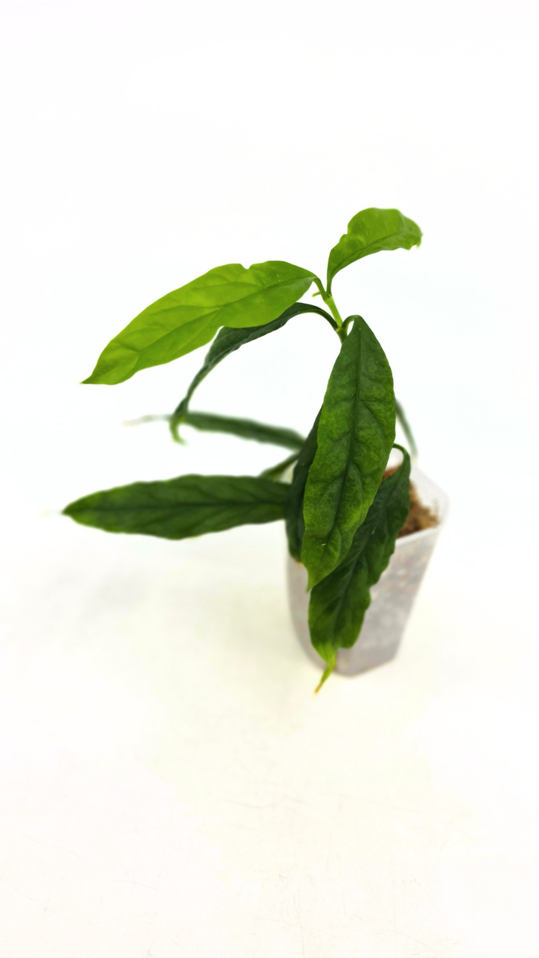 Rare waxplant Hoya Decipulae available for sale at rare indoor plant shop The Leaf Gallery in Perth, Western Australia