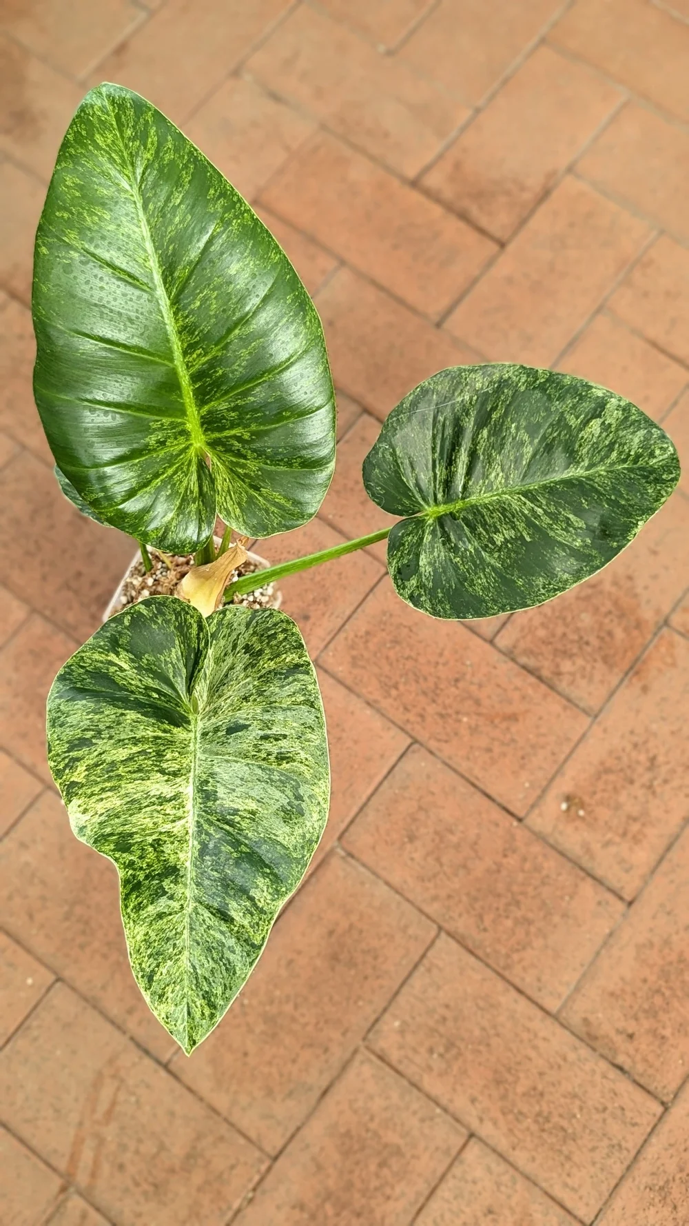 philodendron paraiso verde variegated Philodendron 'Paraiso Verde' Albo Variegated (wk18-UG) main image 0