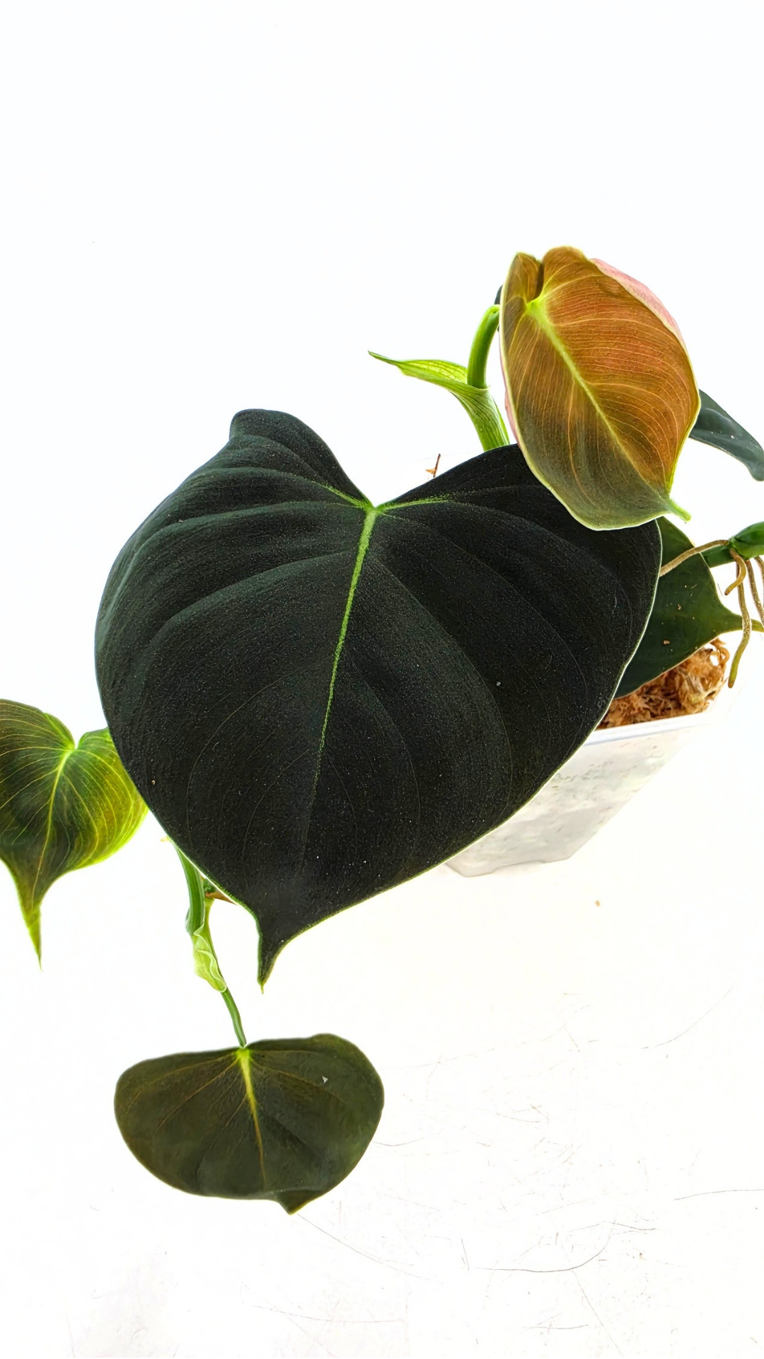 Rare indoor plant Philodendron Lupinum available for sale at rare house plant shop The Leaf Gallery in Perth, Western Australia