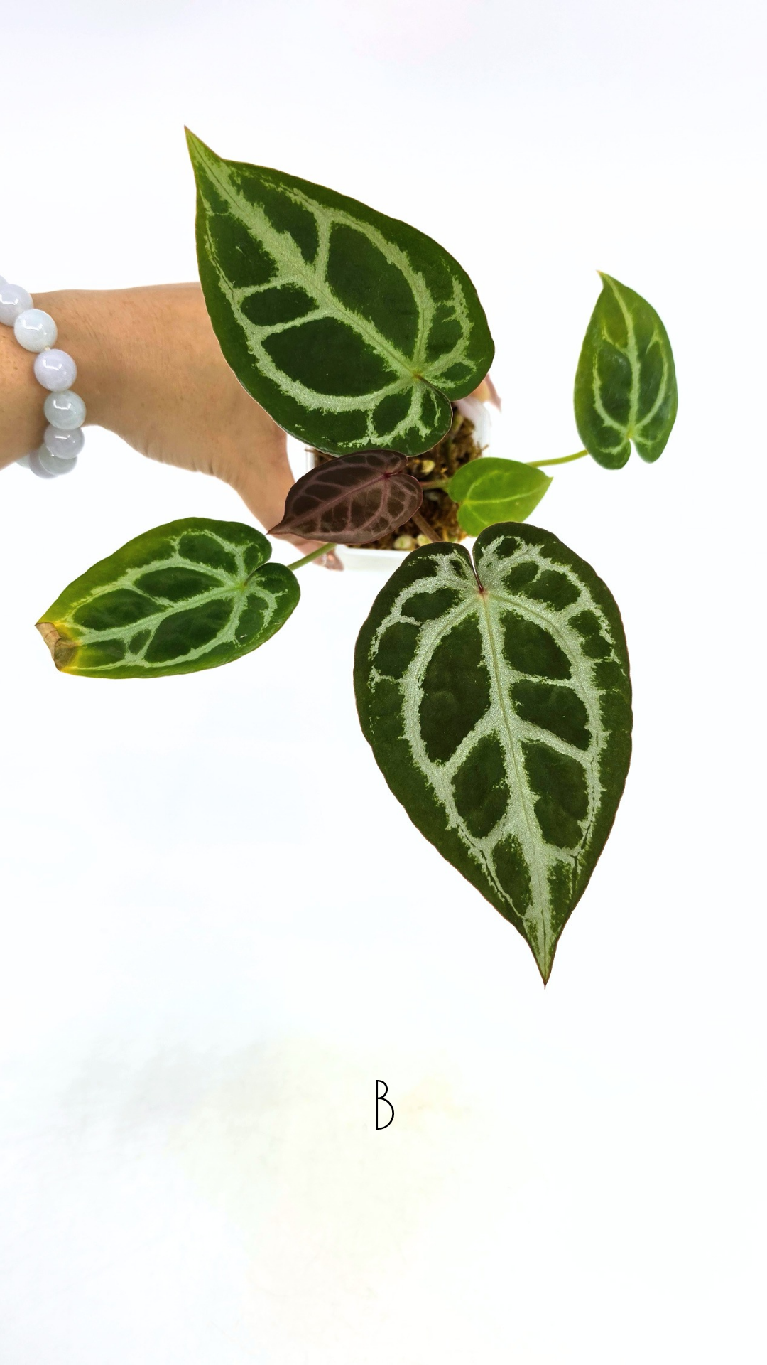 Rare anthurium hybrid Anthurium red dorayaki mutation with Anthurium Michelle by The Leaf Gallery in Perth, Western Australia