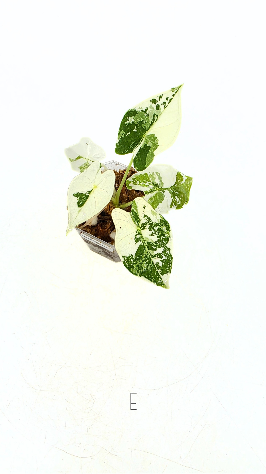 Rare indoor plant Alocasia Frydek Variegated available for sale at rare house plant shop The Leaf Gallery in Perth, Western Australia