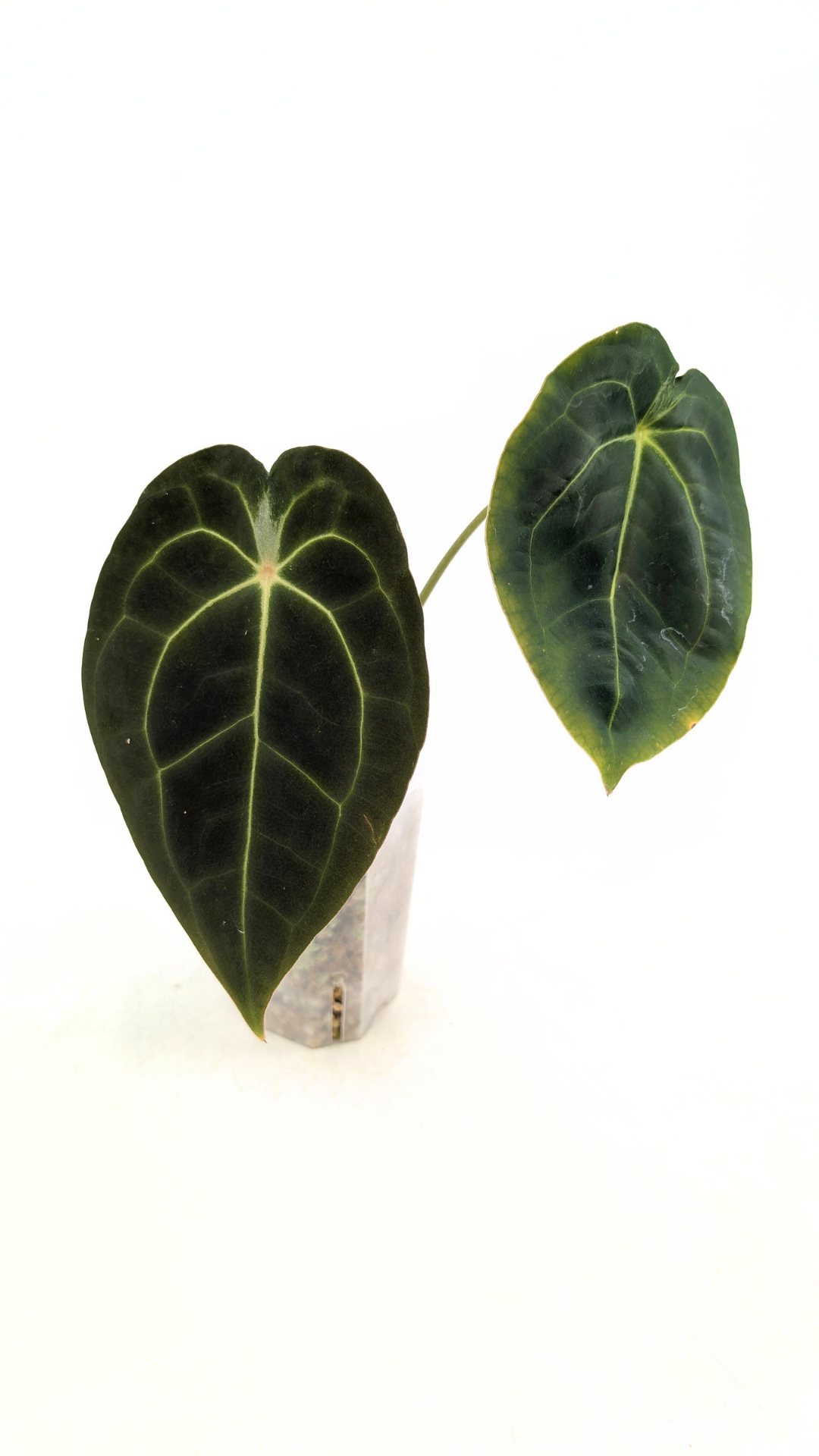 Rare anthurium hybrid Dark Forgetii X Bessae Aff available for sale at rare houseplant shop The Leaf Gallery in Perth, Western Australia