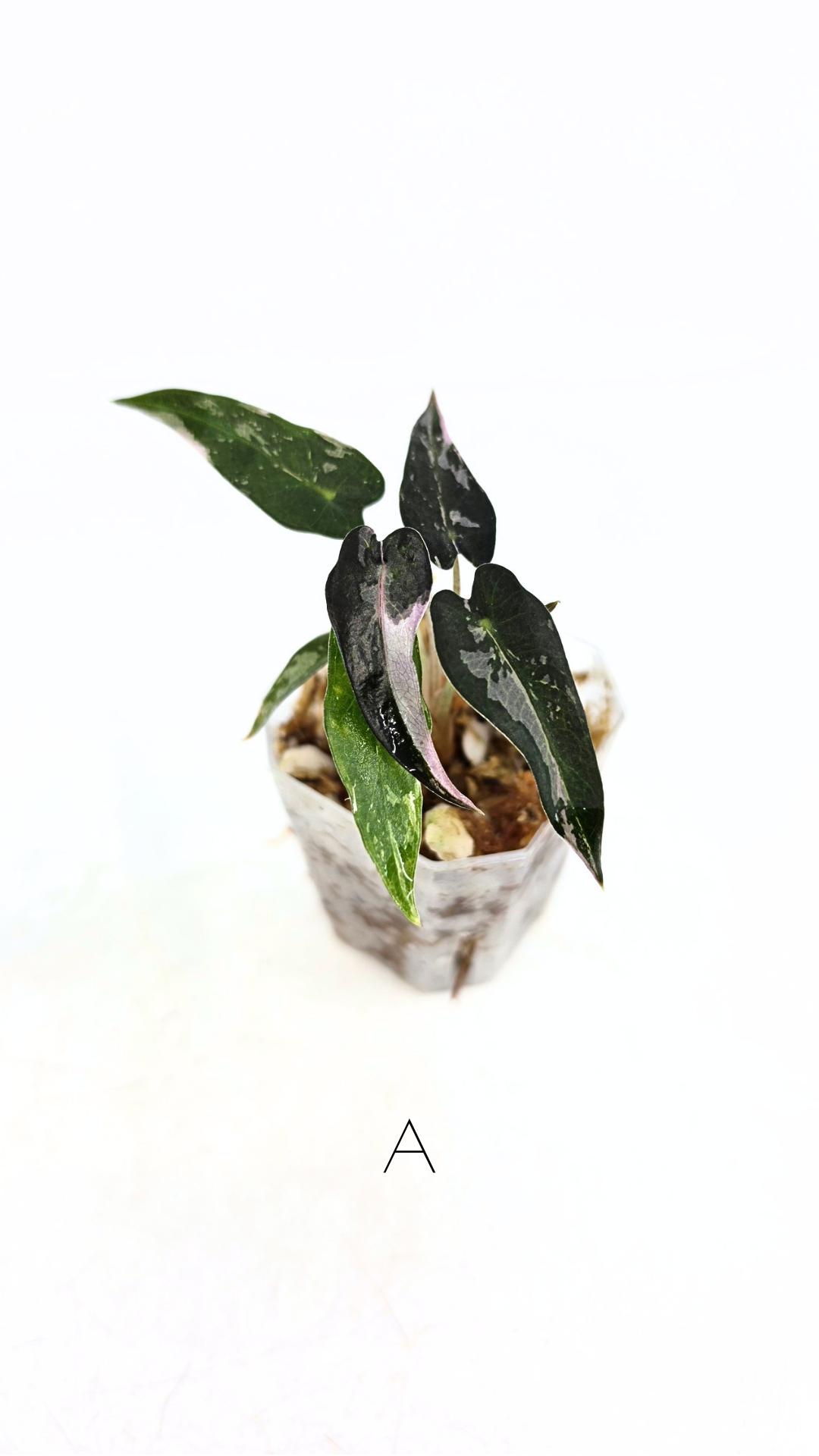Rare indoor plant Alocasia Amazonica Bambino Pink TC plantlets available for sale at rare houseplant shop The Leaf Gallery in Perth, Western Australia