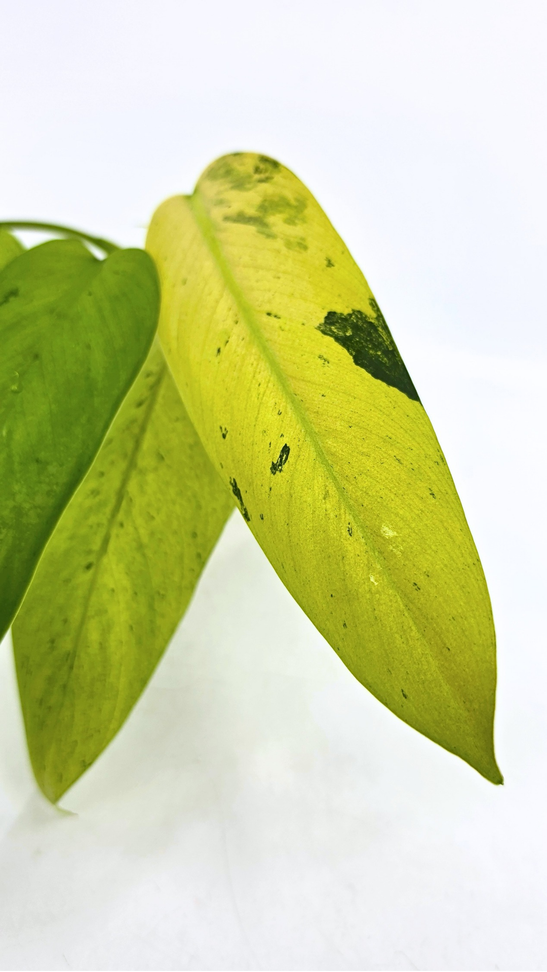 Rare indoor plant Philodendron Whipple Way available for sale at rare plant shop The Leaf Gallery in Perth, Western Australia