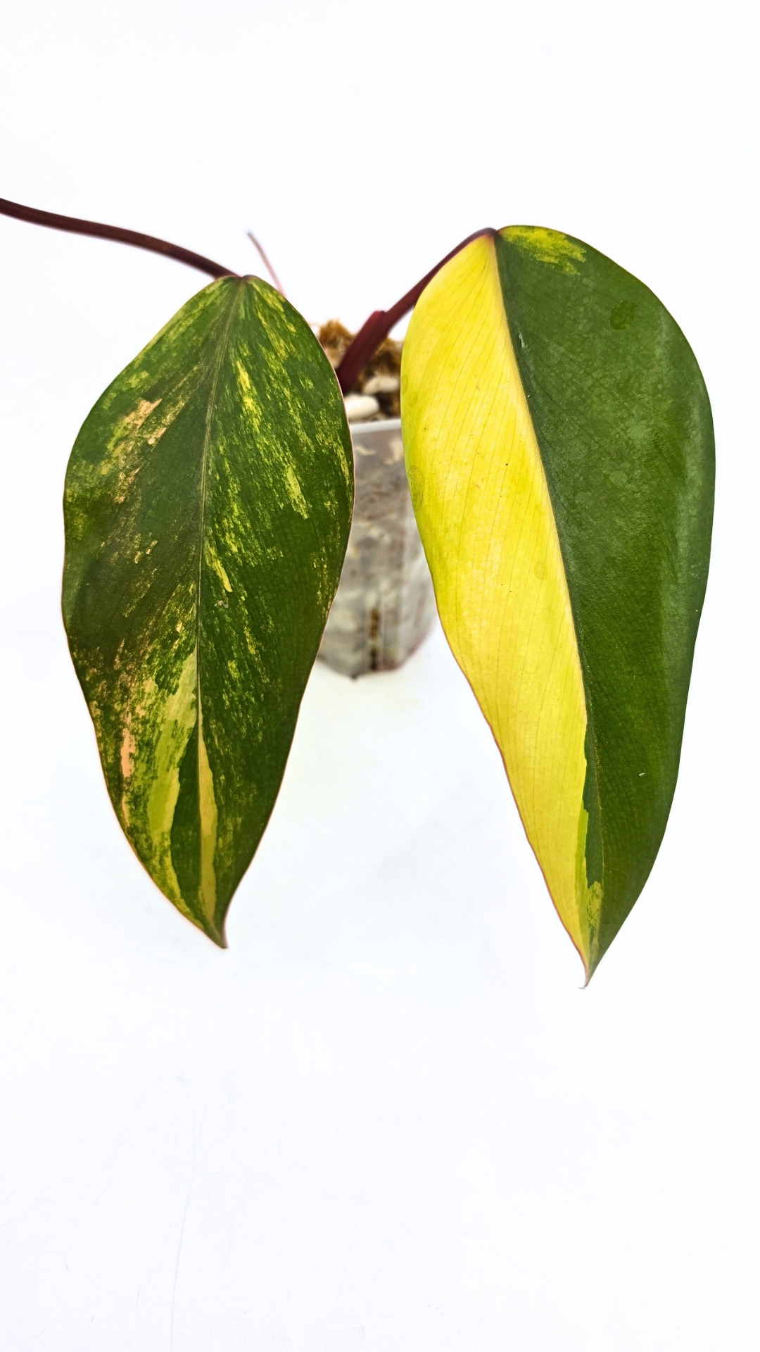Rare indoor plant Philodendron Strawberry Shake grown and propagated by rare plant shop The Leaf Gallery in Perth, Western Australia