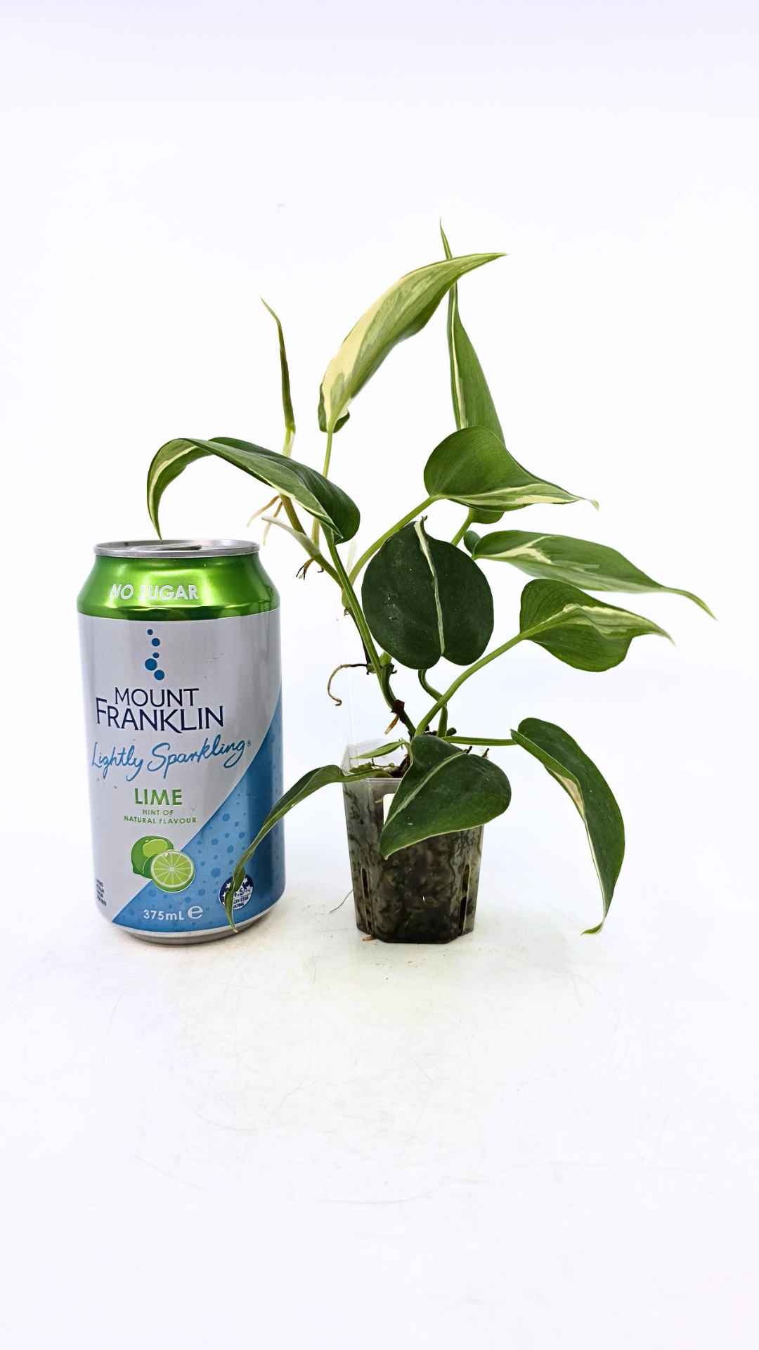 Rare indoor plant Philodendron Rio available at rare plant shop The Leaf Gallery in Perth, Western Australia.