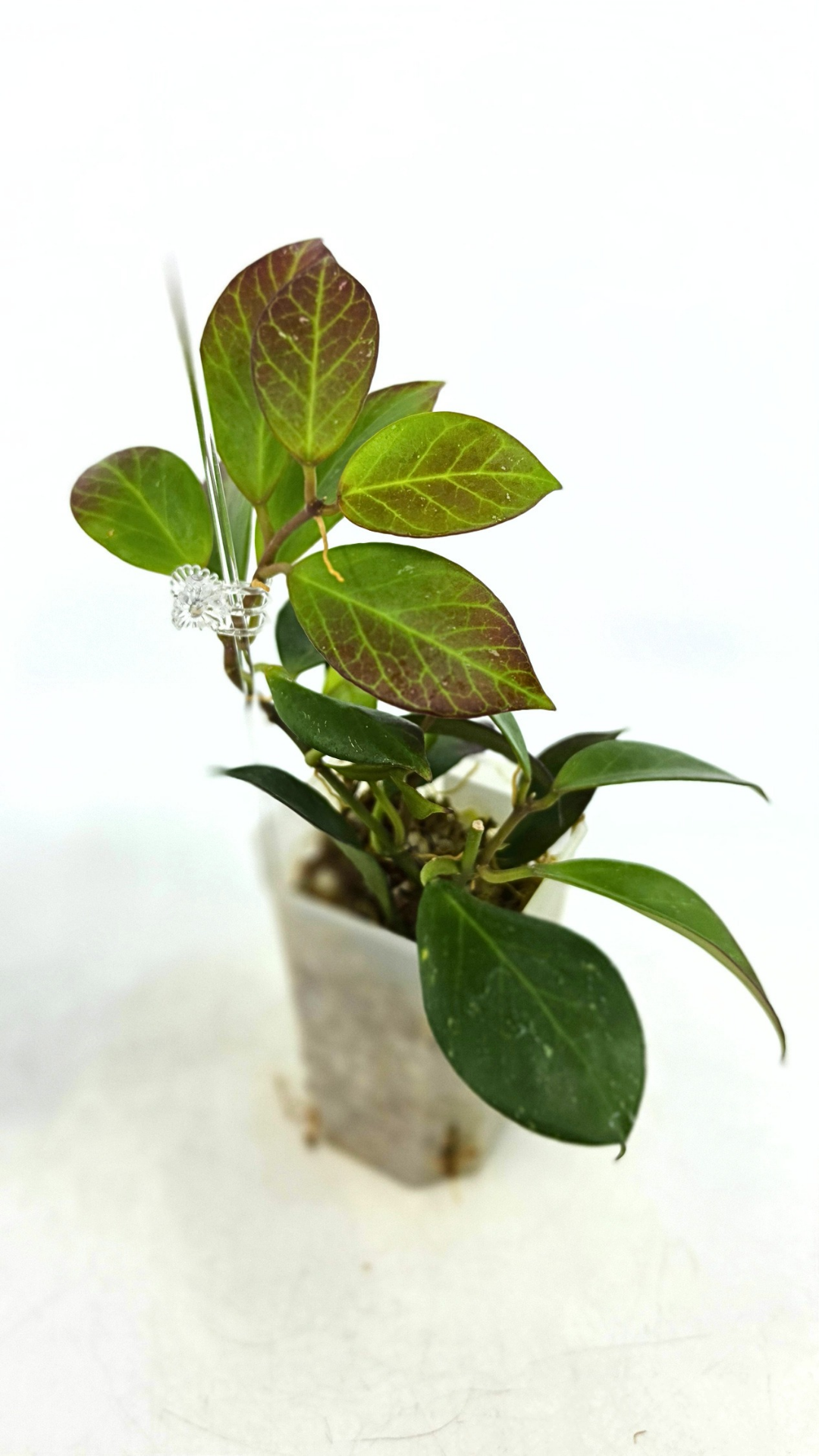 Rare waxplant Hoya Sunrise available at rare plant shop The Leaf Gallery in Perth Western Australia