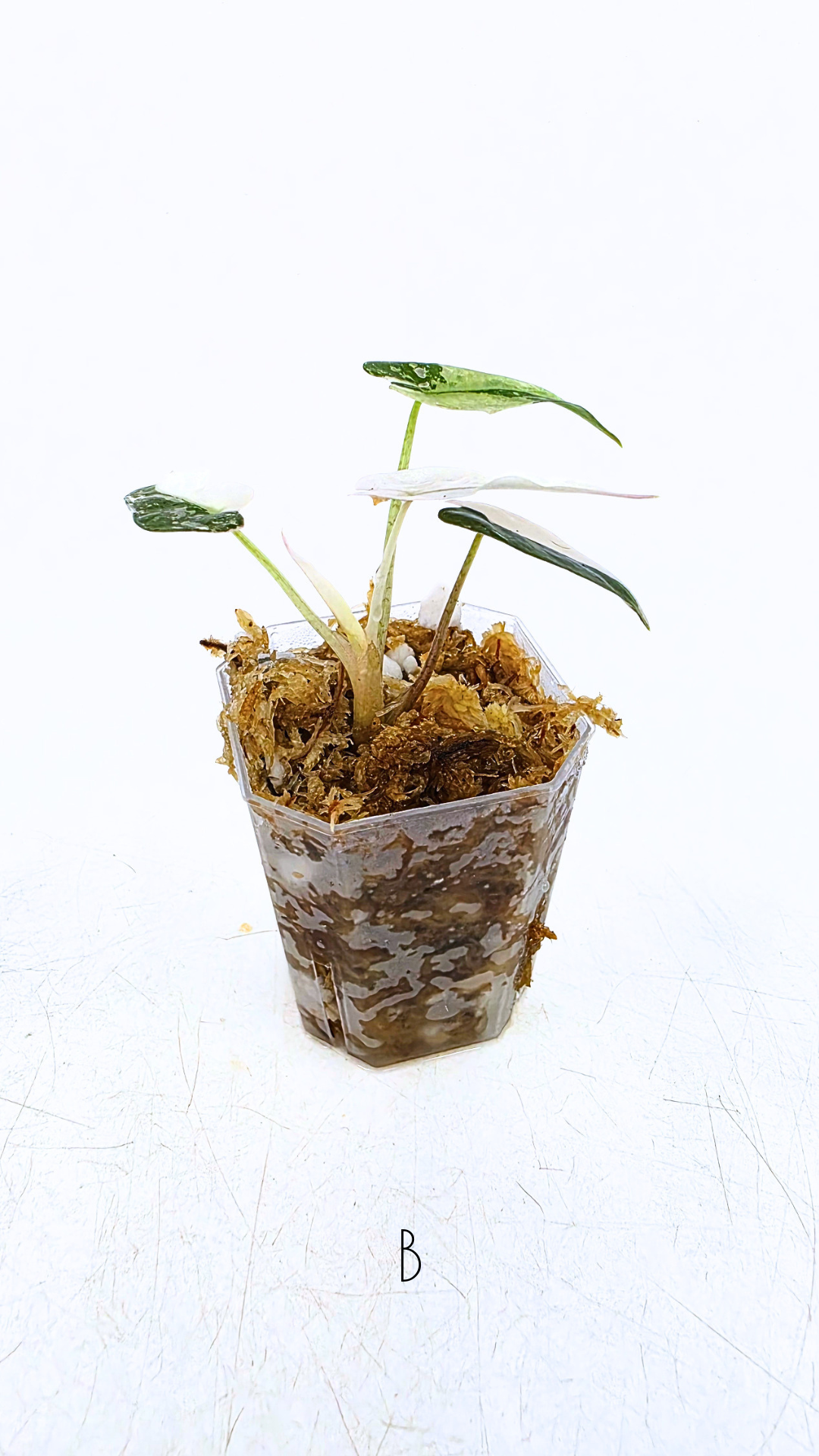 Rare indoor plant Alocasia Amazonica Bambino Pink TC plantlets available for sale at rare houseplant shop The Leaf Gallery in Perth, Western Australia