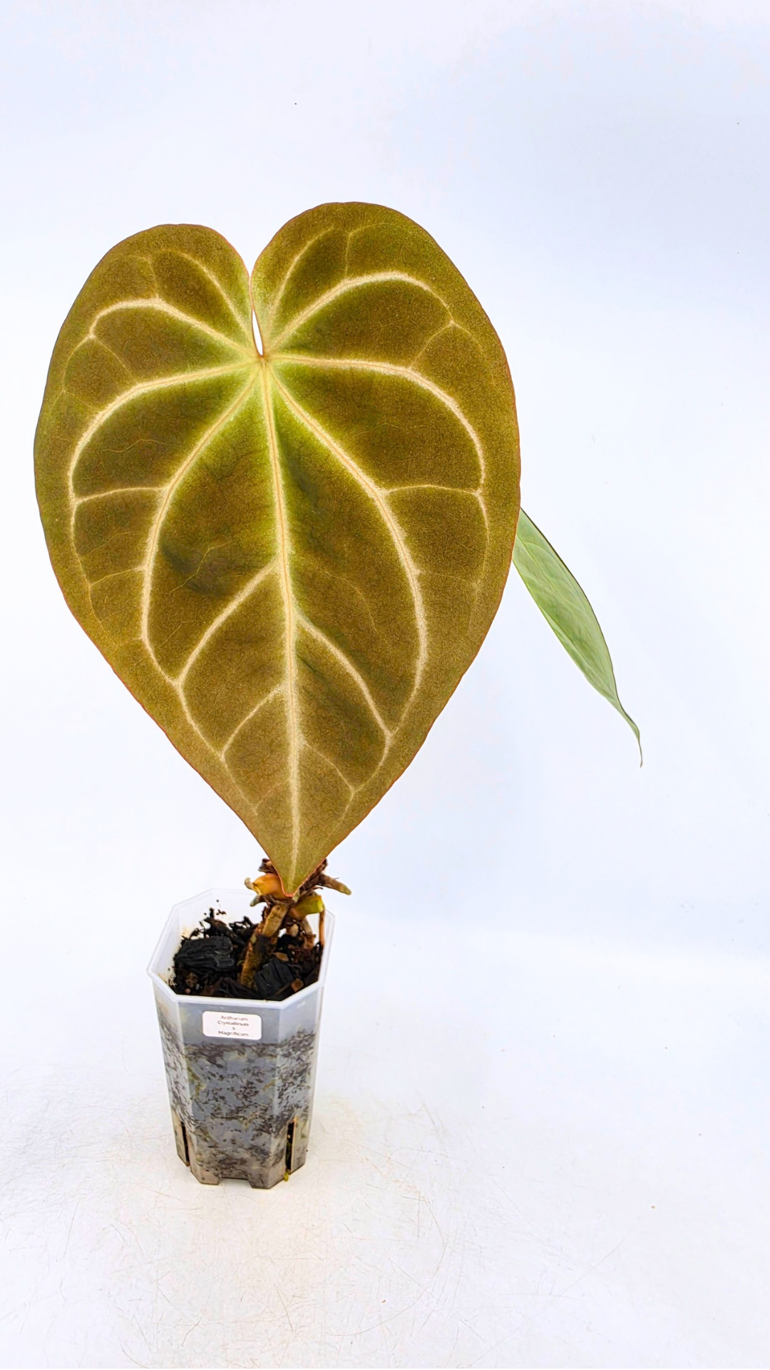 Rare indoor plant Anthurium Crystallinum X Magnificum available for sale at rare house plant shop the Leaf Gallery in Perth, Western Australia