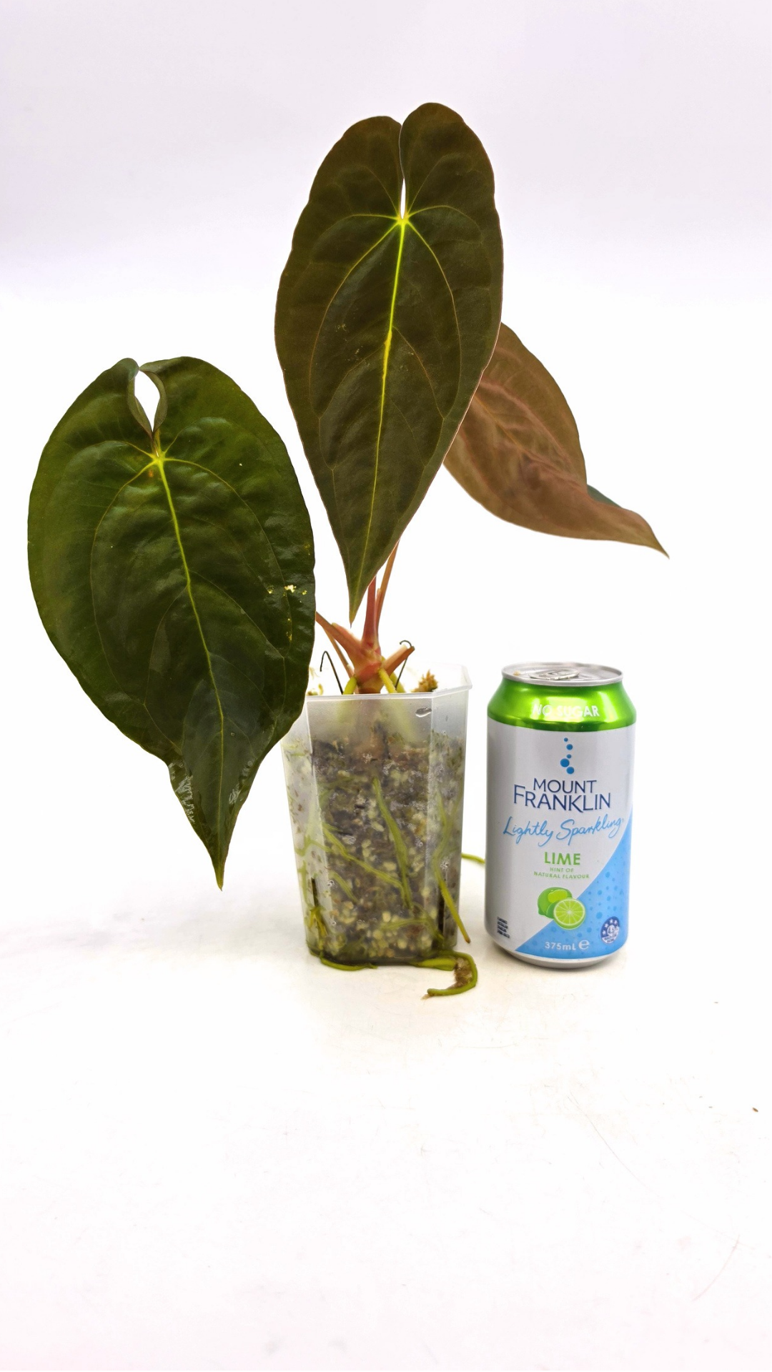 Rare indoor plant Anthurium Papillilaminum pure clone available from rare house plant shop The Leaf Gallery in Perth, Western Australia