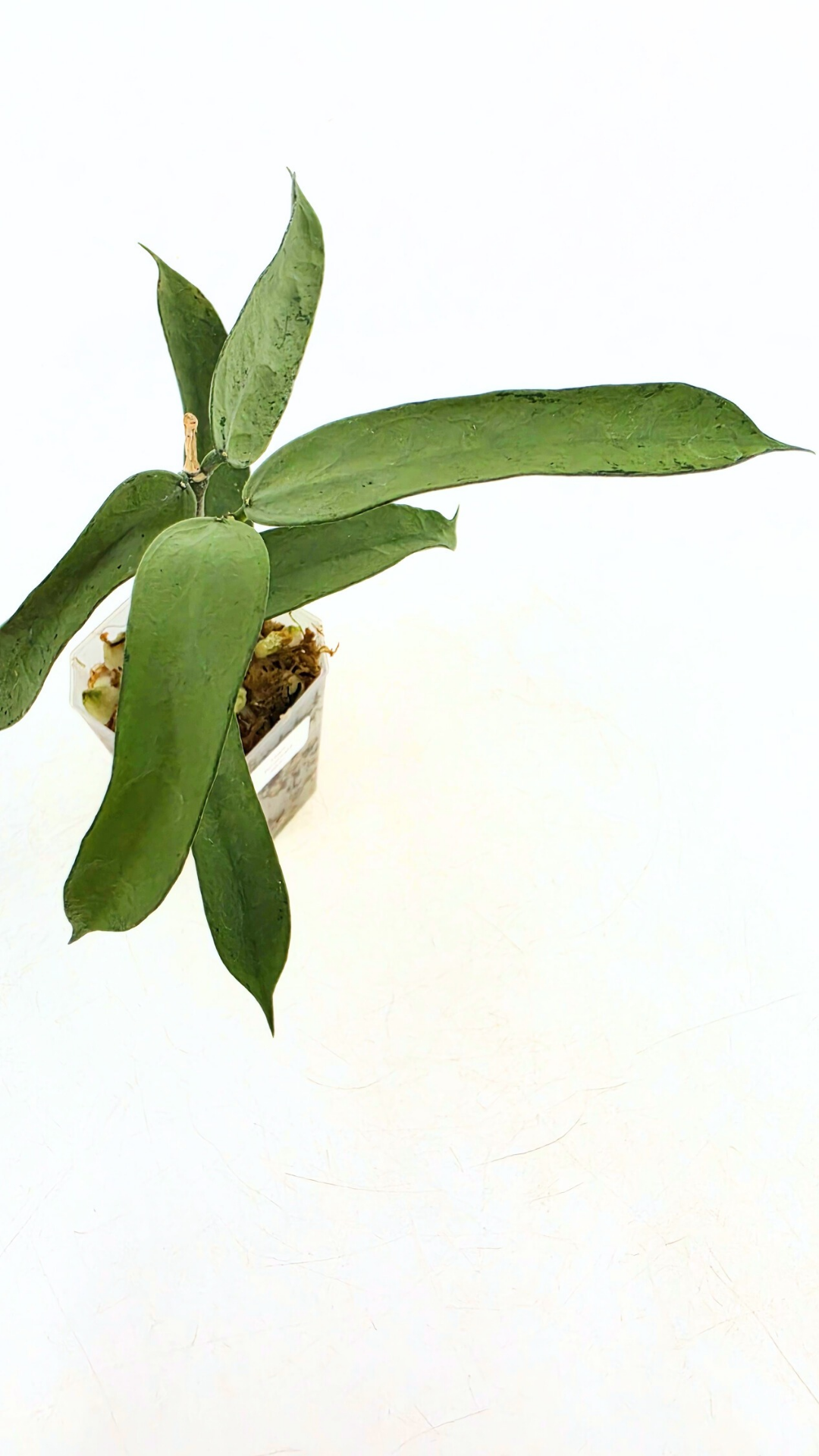 Rare waxplant Hoya Pandurata Silver available for sale at rare indoor plant shop The Leaf Gallery in Perth, Western Australia