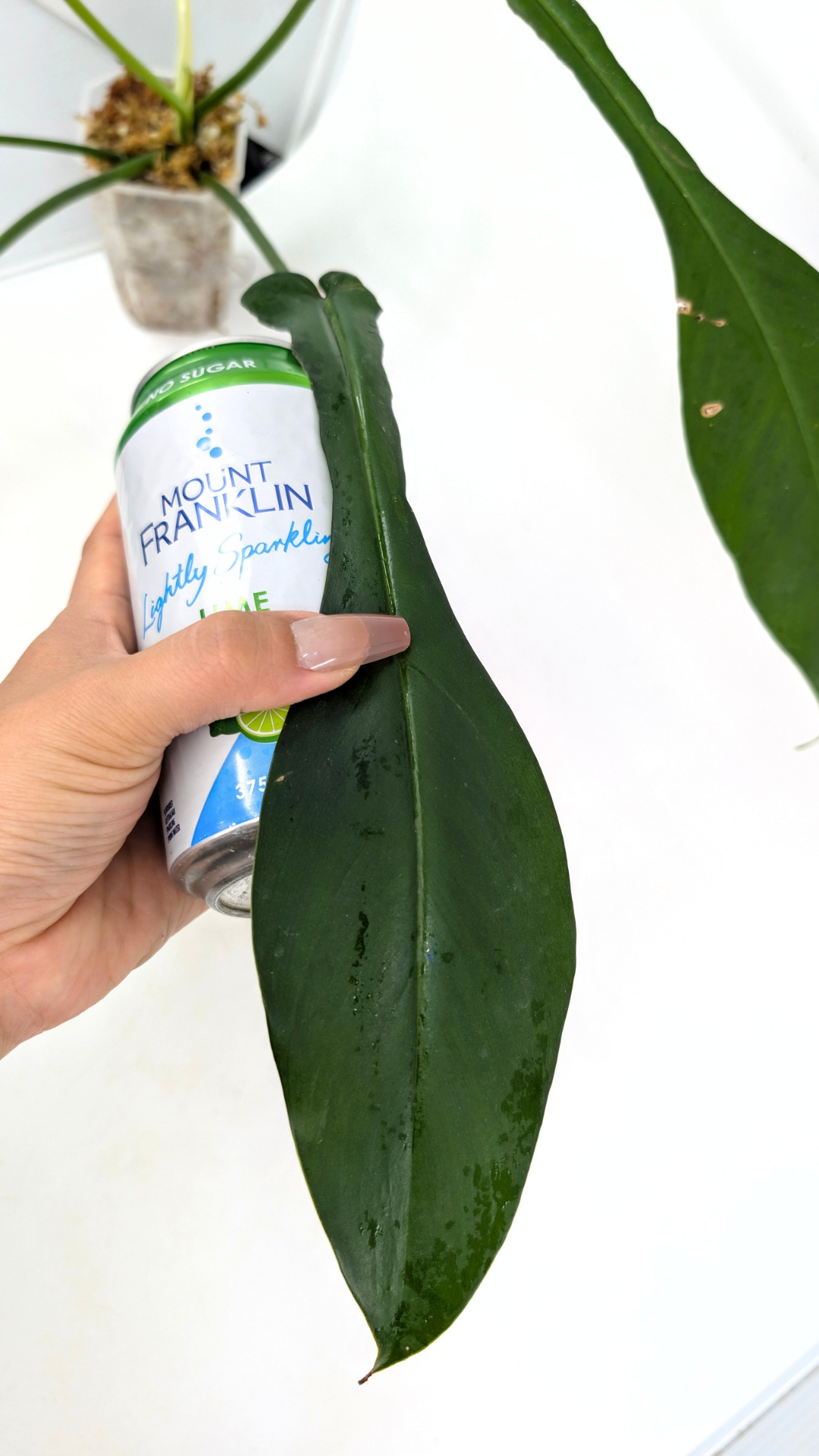 Rare plant Philodendron Joepii available at rare plant shop The Leaf Gallery in Perth, Western Australia