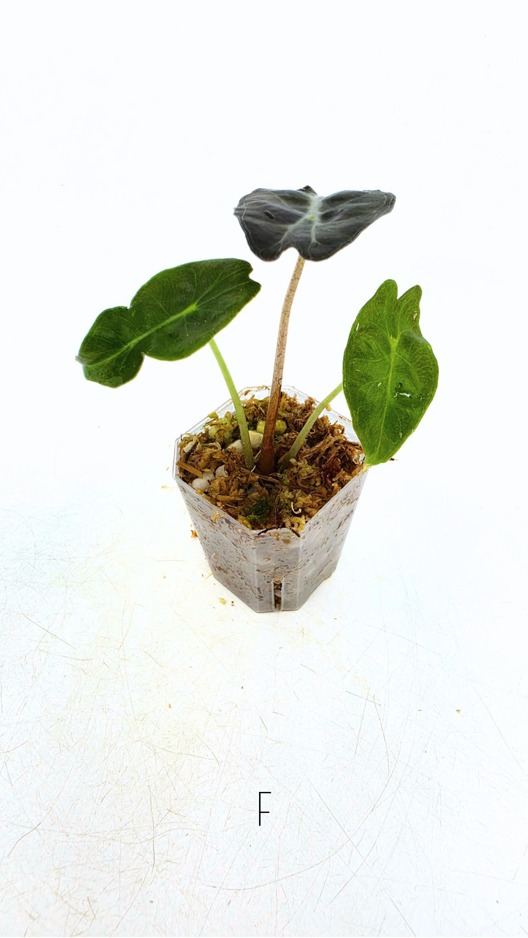 Rare indoor plant Alocasia Venom available for sale at rare house plant shop The Leaf Gallery in Perth, Western Australia.