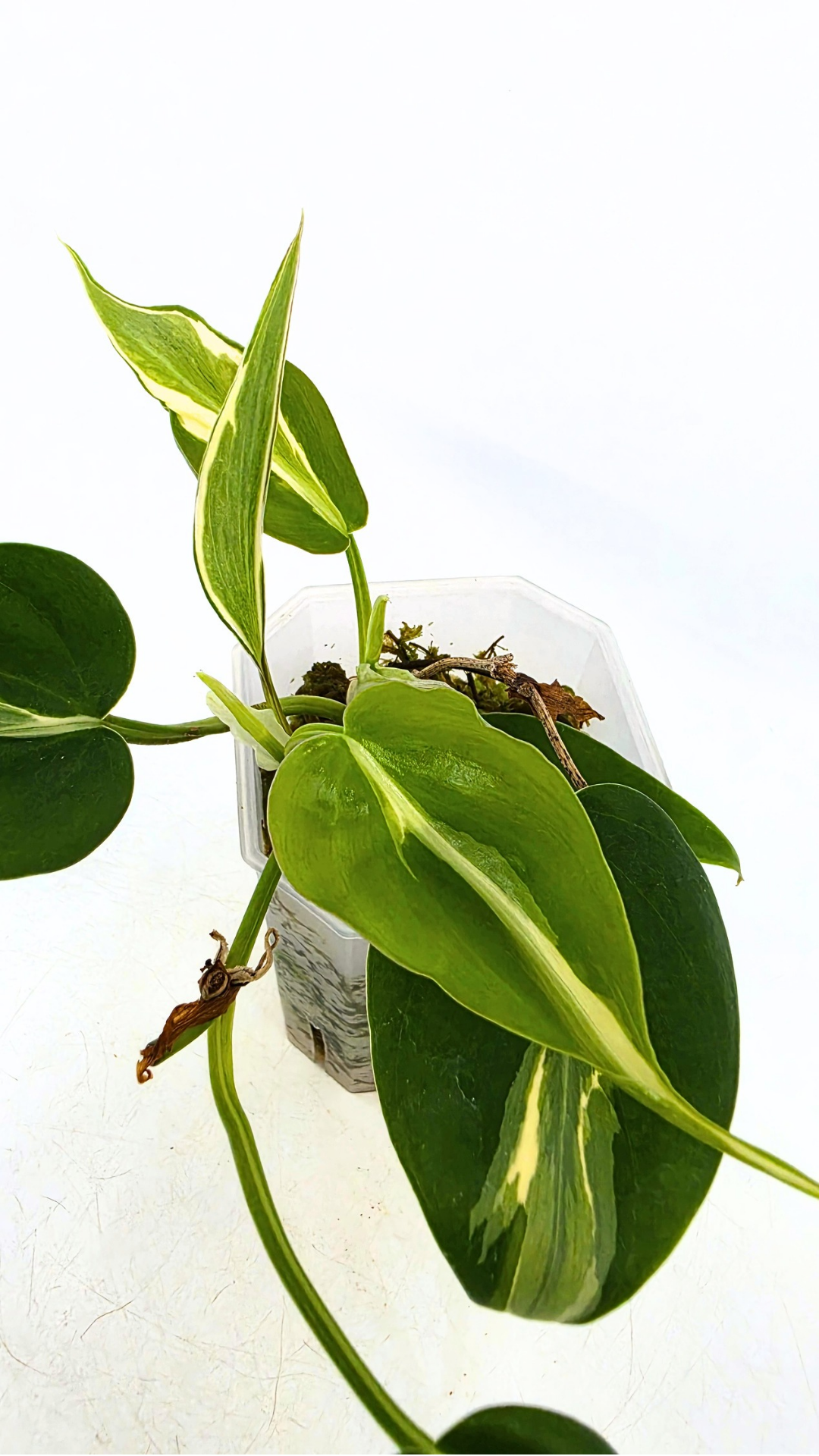 Rare indoor plant Philodendron Rio available at rare plant shop The Leaf Gallery in Perth, Western Australia.