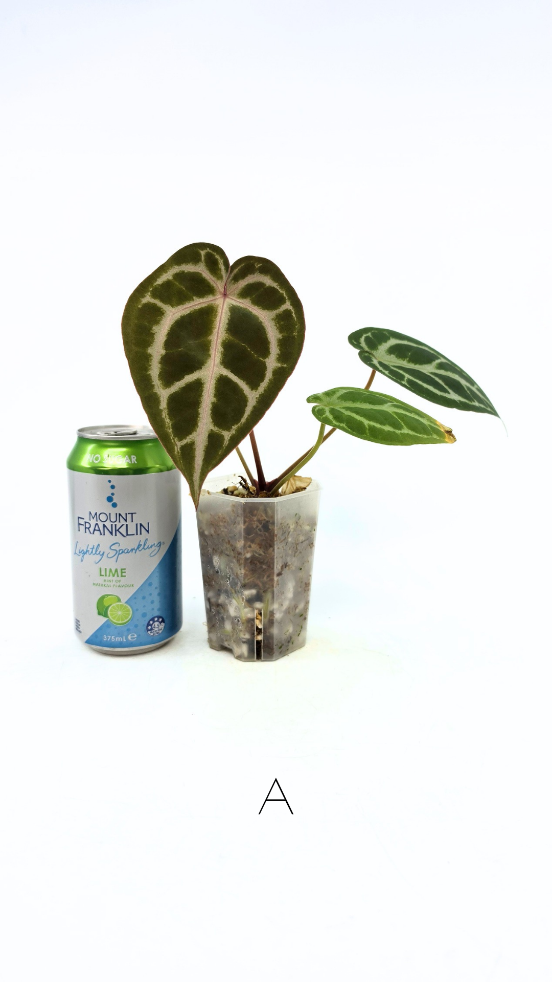 Rare anthurium hybrid Anthurium red dorayaki mutation with Anthurium Michelle by The Leaf Gallery in Perth, Western Australia