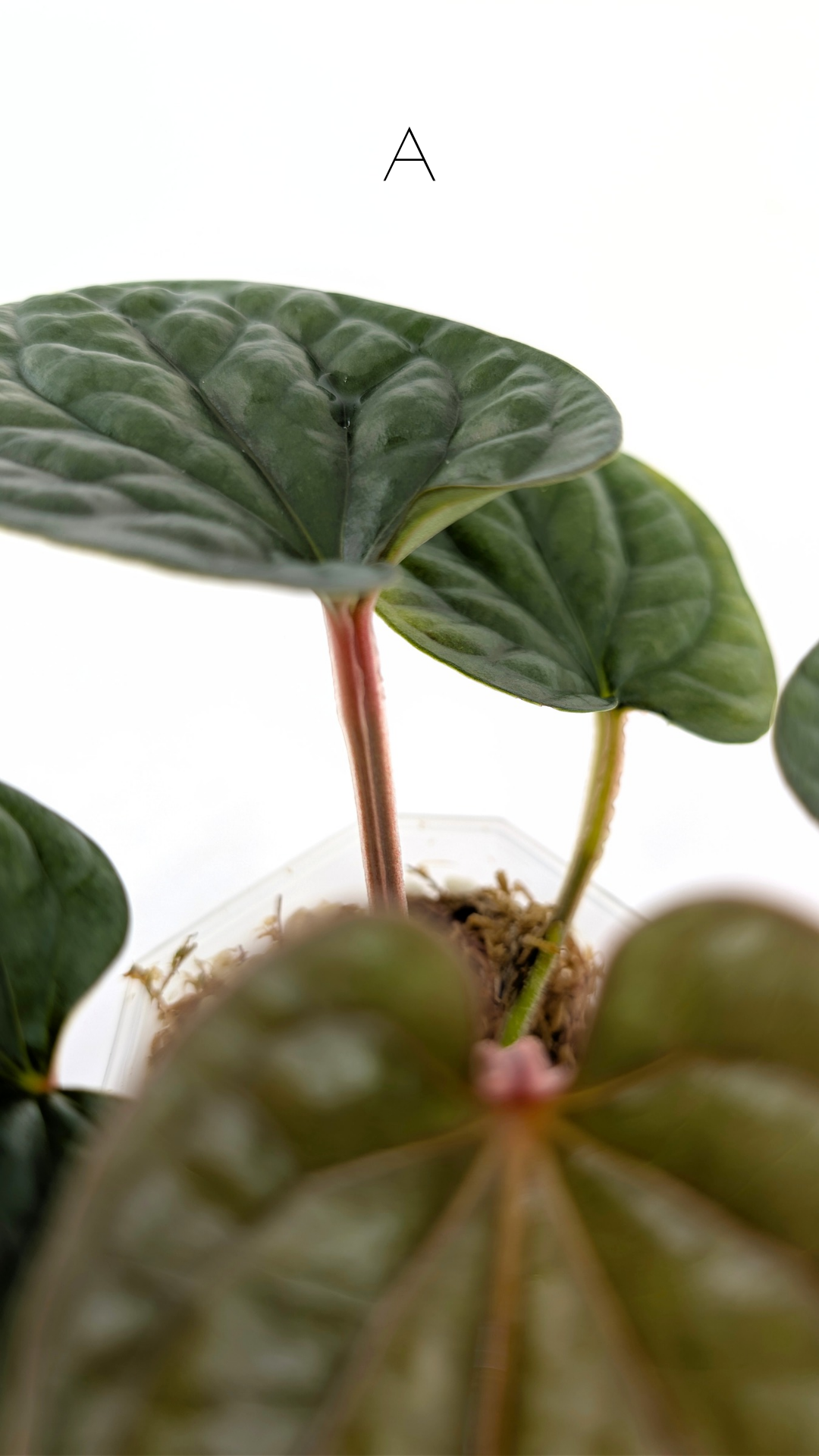 Rare indoor plant Anthurium Luxurians available for sale at rare house plant shop The Leaf Gallery in Perth, Western Australia