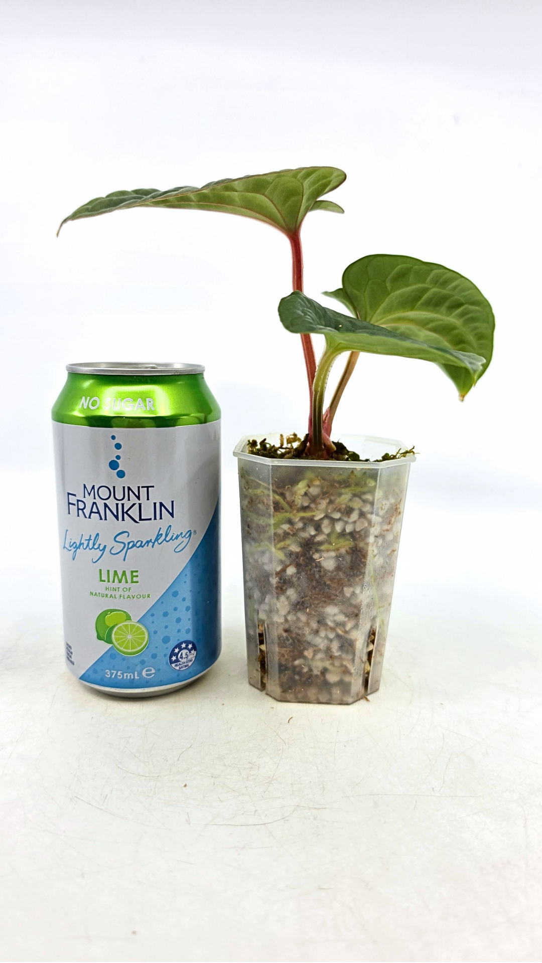 Rare indoor plant Anthurium Luxurians available for sale at rare house plant shop The Leaf Gallery in Perth, Western Australia