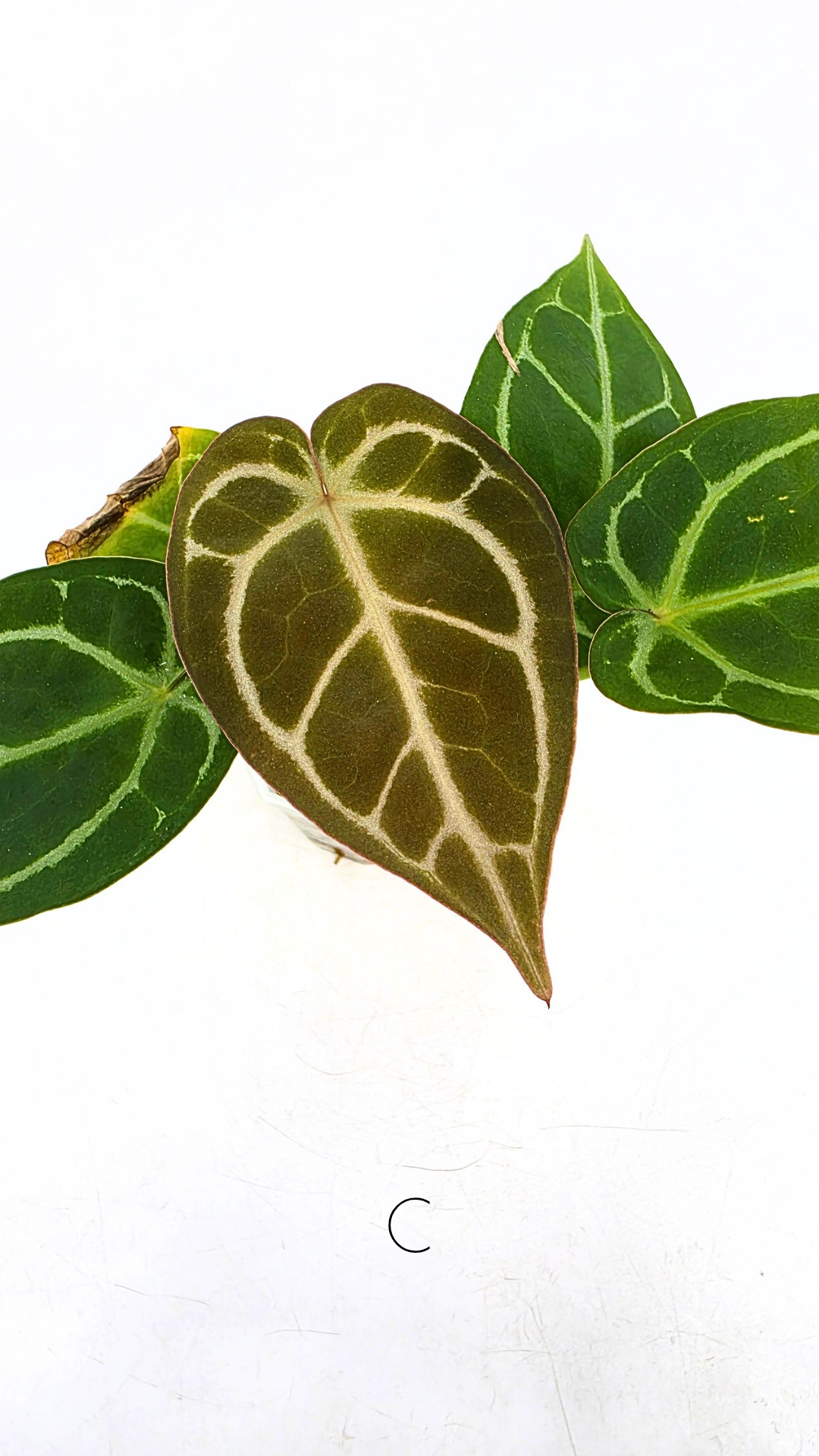 Rare anthurium hybrid Anthurium Dark Forgetii x Bessae Aff X Anthurium Michelle by The Leaf Gallery in Perth, Western Australia