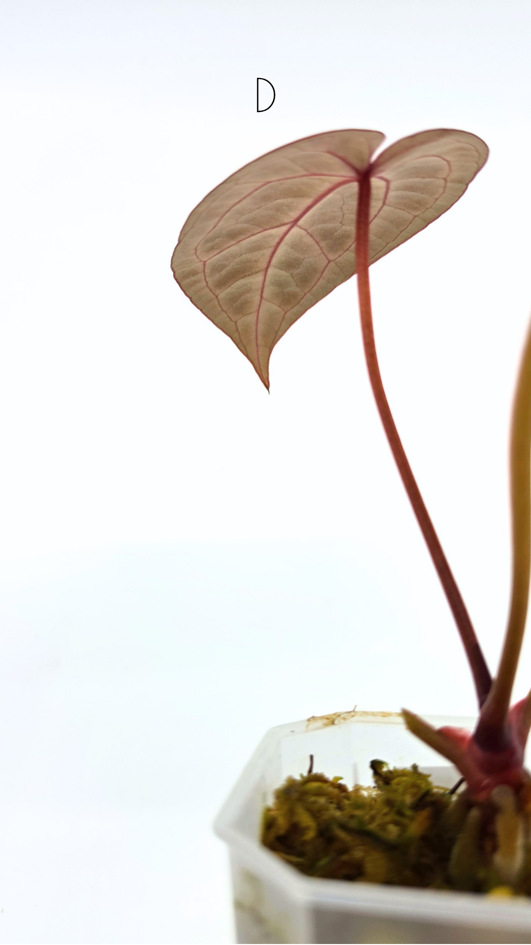 Rare anthurium hybrid Anthurium red dorayaki mutation with Anthurium Michelle by The Leaf Gallery in Perth, Western Australia