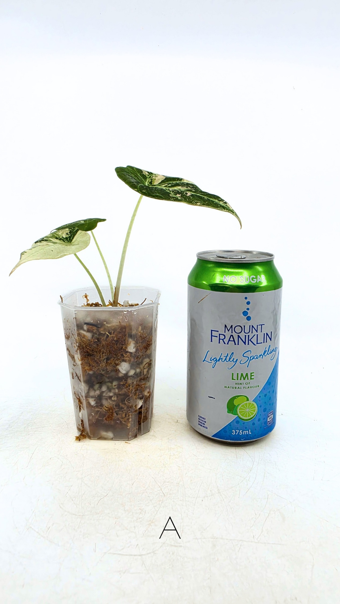 Rare indoor plant Alocasia Black Velvet Pink Variegated available for sale from rare house plant shop The Leaf Gallery in Perth, Western Australia