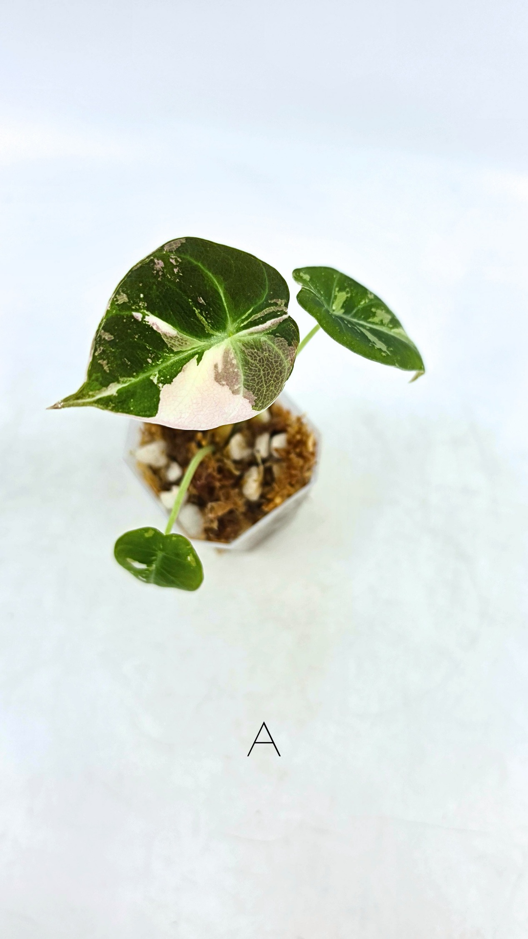 Rare indoor plant Alocasia Black Velvet Pink Variegated available for sale from rare house plant shop The Leaf Gallery in Perth, Western Australia