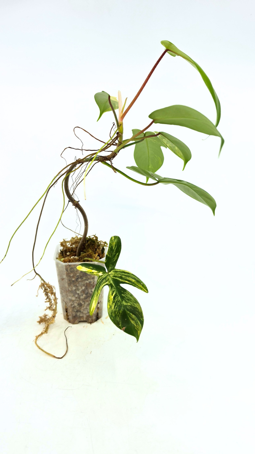 Rare indoor plant Philodendron Florida Beauty Varigated available at rare plant shop The Leaf Gallery in Perth, Western Australia