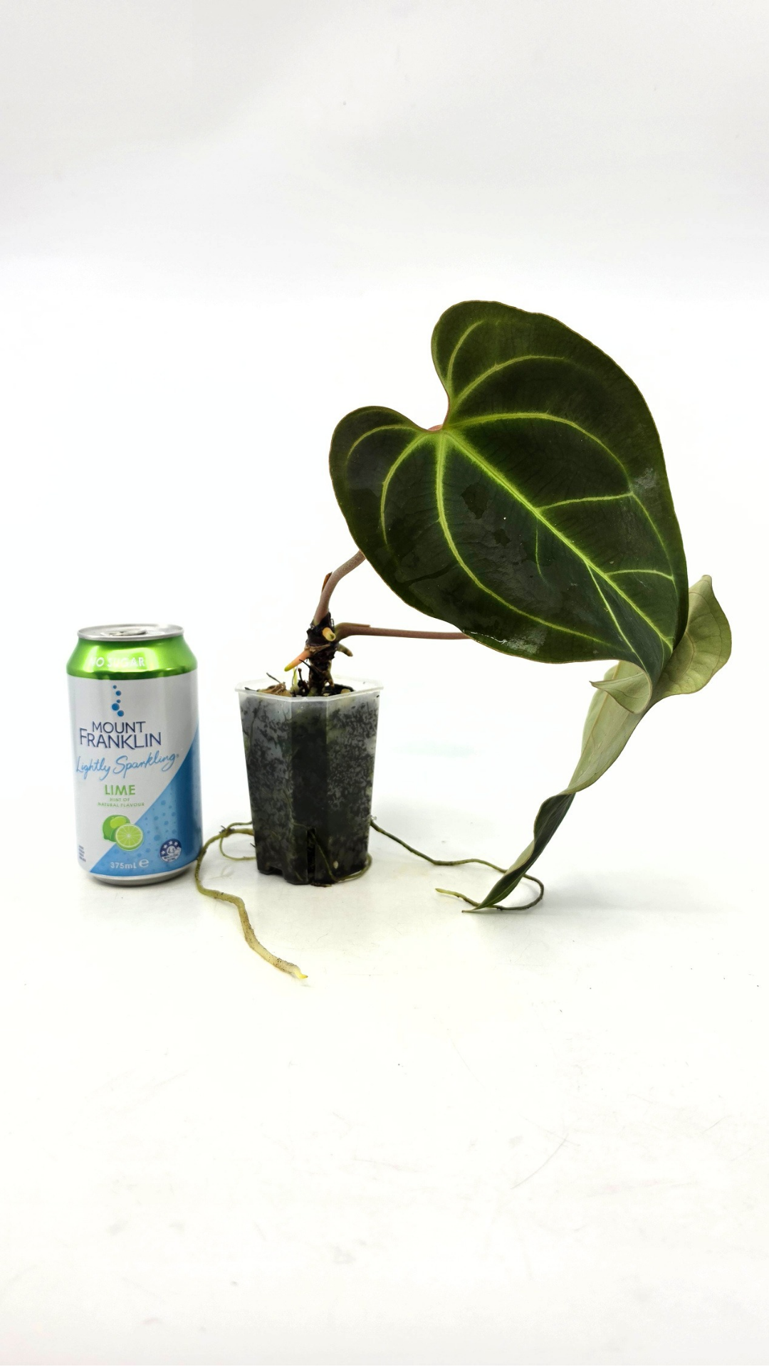 Rare indoor plant anthurium Bessae Aff grown from seeds propagated by rare house plant shop The Leaf Gallery in Perth, Western Australia