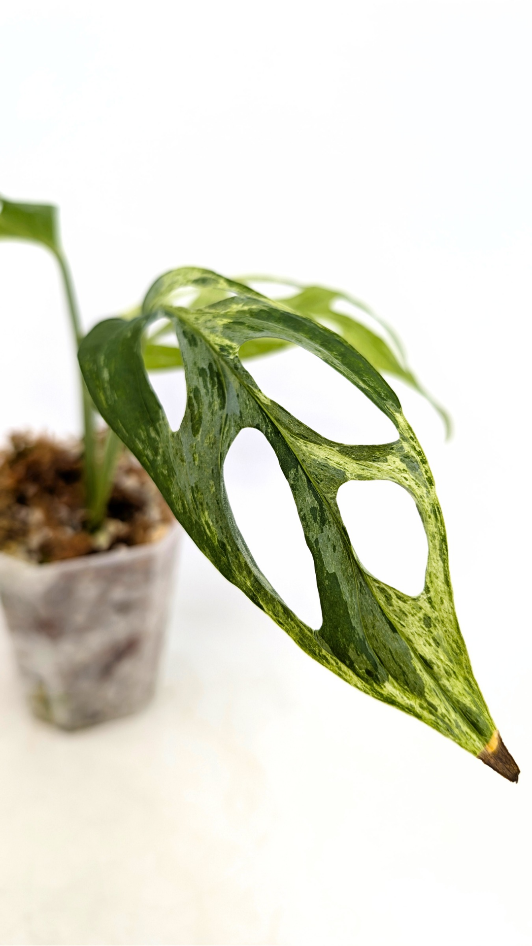 Rare indoor house plant Monstera Adansonii Mottled Mint Varigation available for sale at rare plant shop The Leaf Gallery in Perth, Western Australia