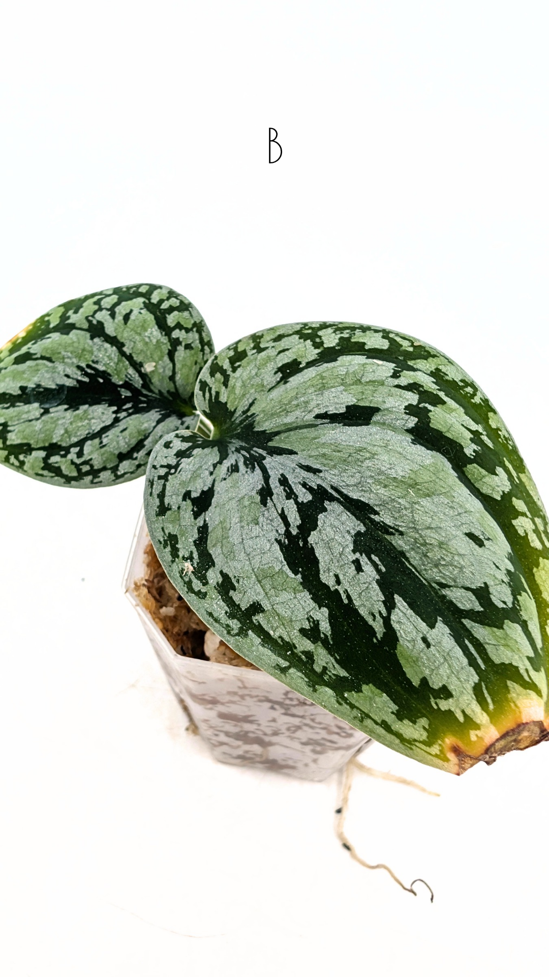 Rare indoor plant Scindapsus Dark Silver Tricolour available for sale at rare house plant shop The Leaf Gallery in Perth, Western Australia
