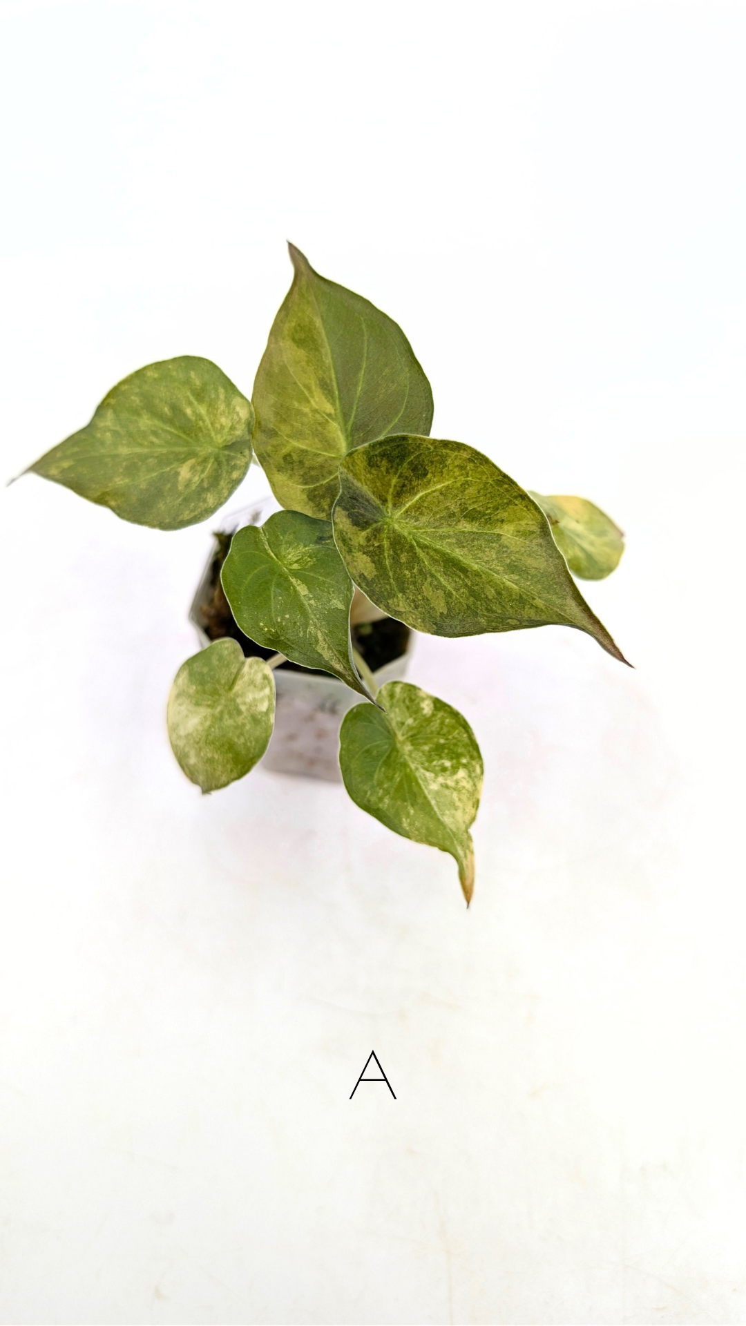 Rare indoor plant Alocasia Wentii Variegated available for sale at rare house plant shop The Leaf Gallery in Perth, Western Australia