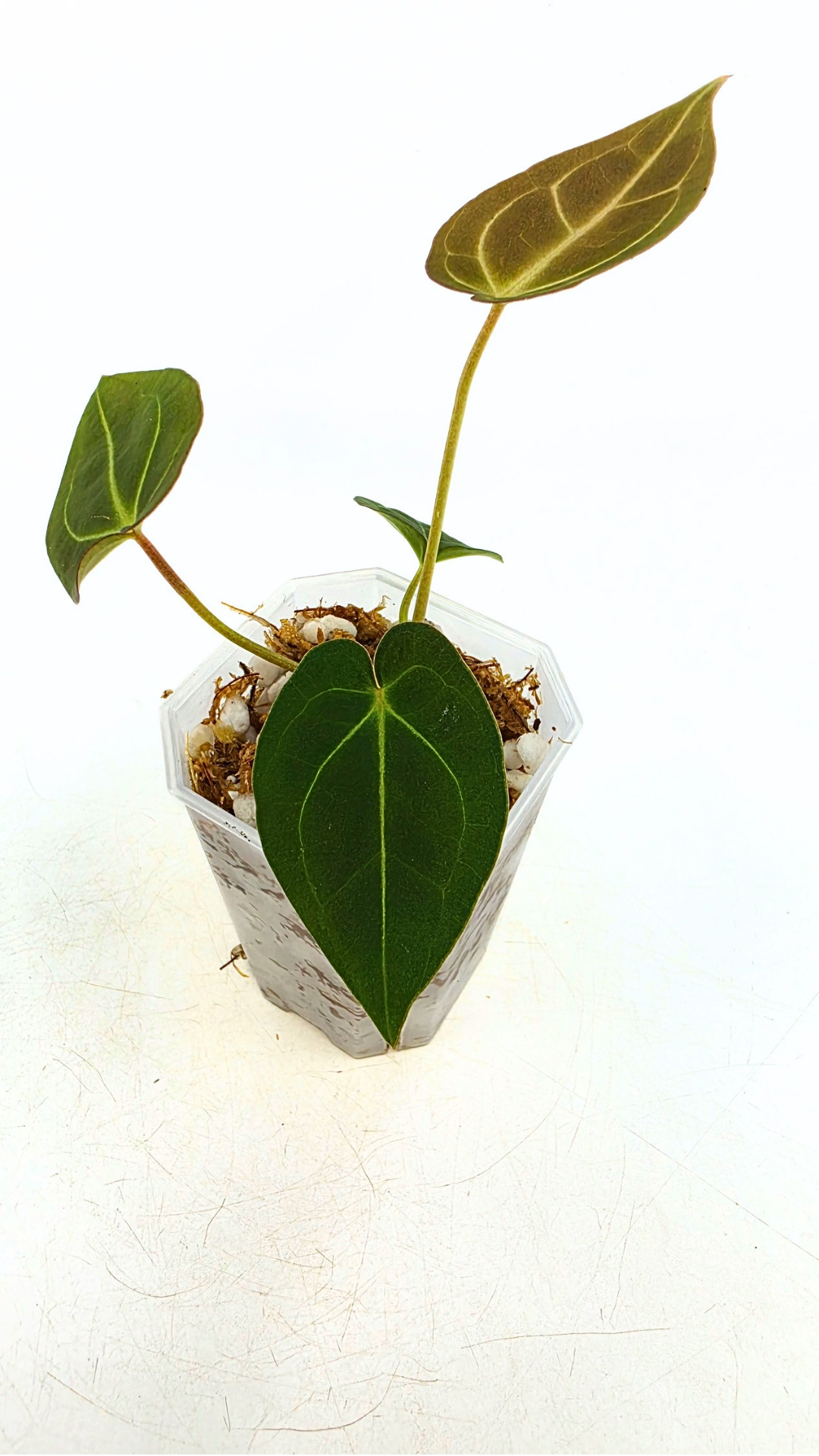 Rare anthurium hybrid Dark Forgetii x Bessae Aff available from rare plant shop The Leaf Gallery in Perth, Western Australia