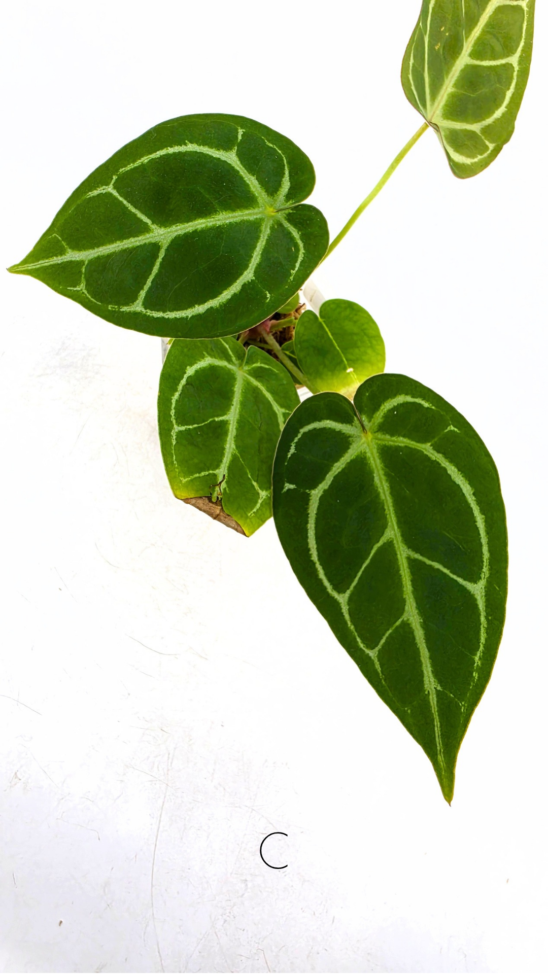 Rare anthurium hybrid Anthurium Dark Forgetii x Bessae Aff X Anthurium Michelle by The Leaf Gallery in Perth, Western Australia