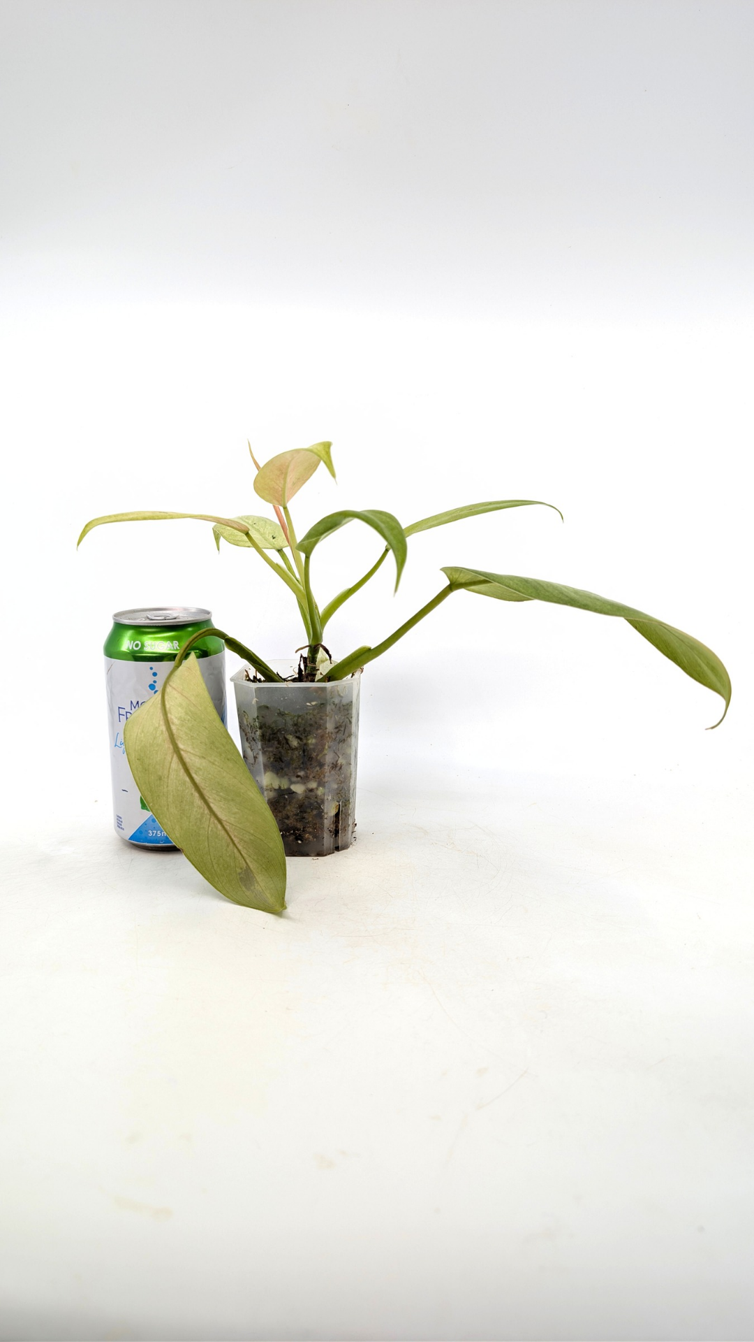 Rare indoor plant Philodendron Whipple Way available for sale at rare plant shop The Leaf Gallery in Perth, Western Australia